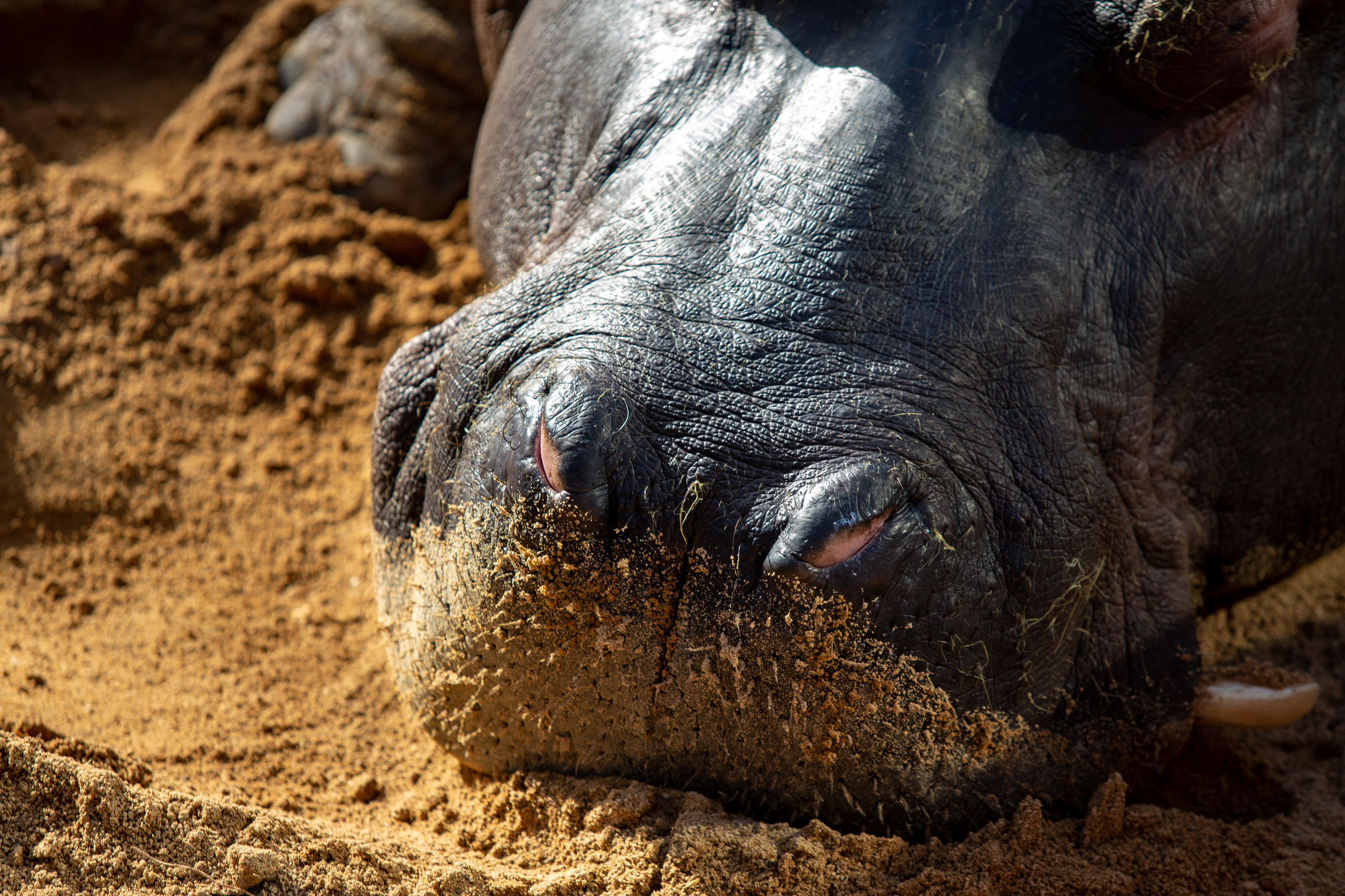 Обыкновенный бегемот в зоопарке Барселоны