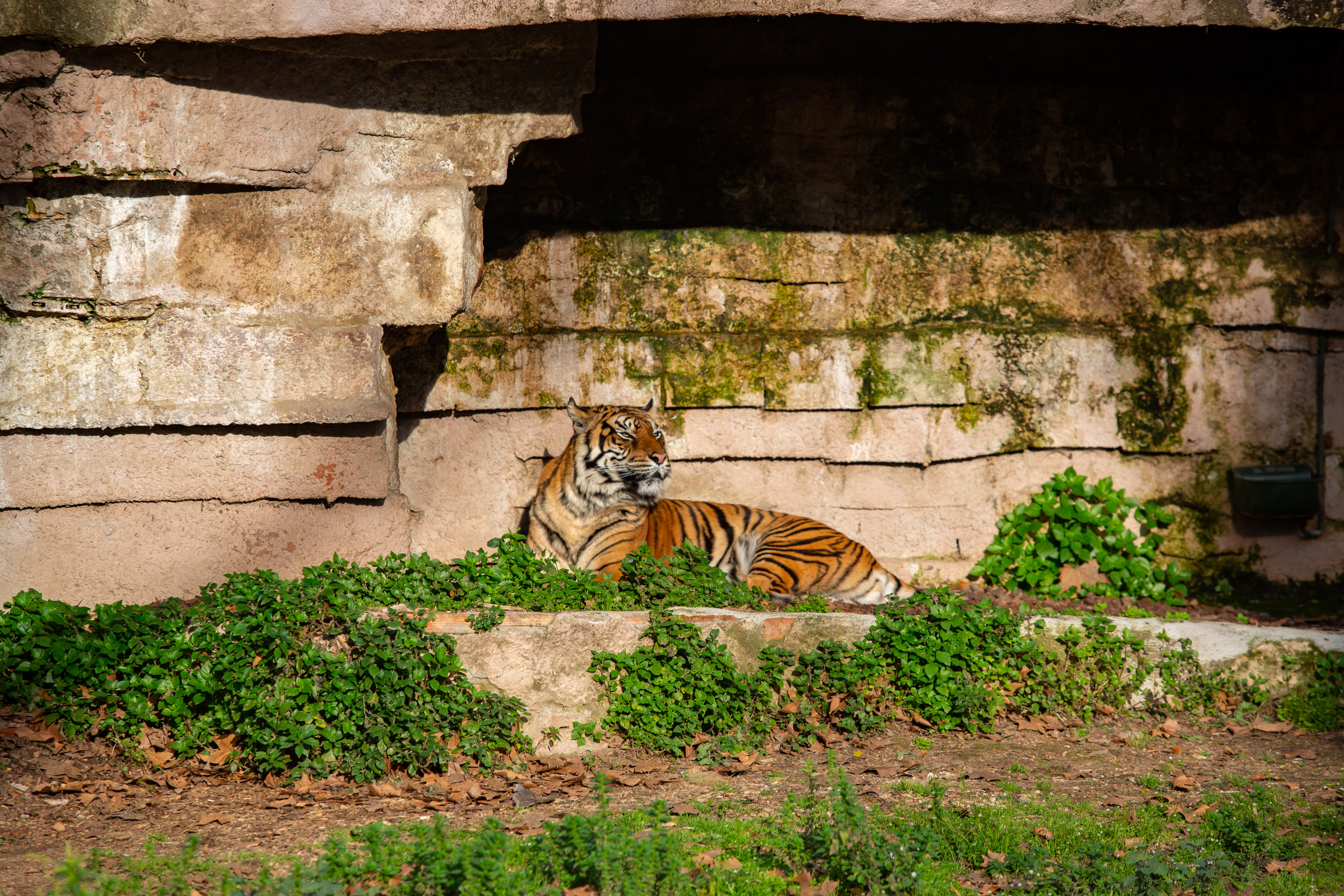 Суматрский тигр  в зоопарке Барселоны