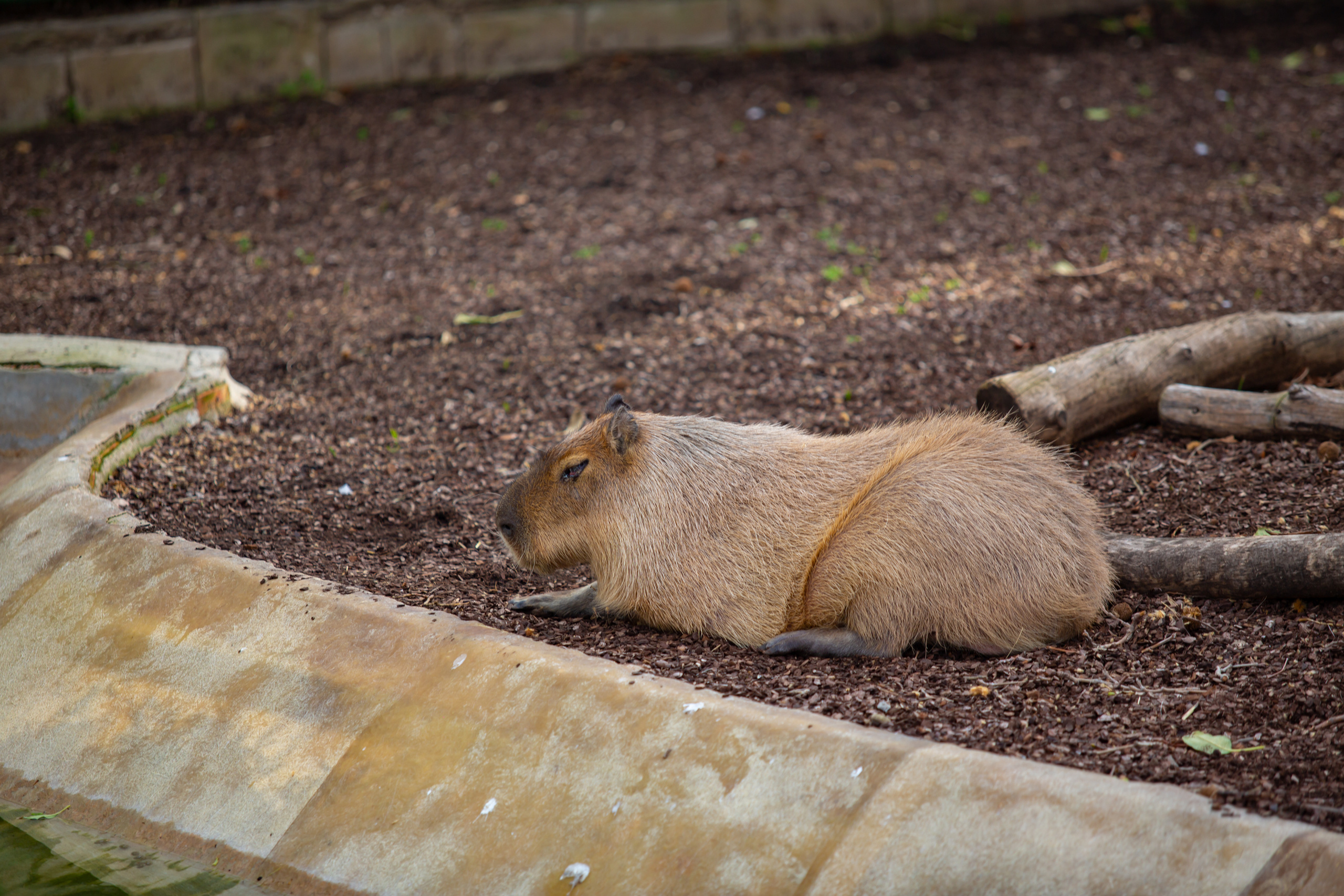 Капибара  в зоопарке Барселоны