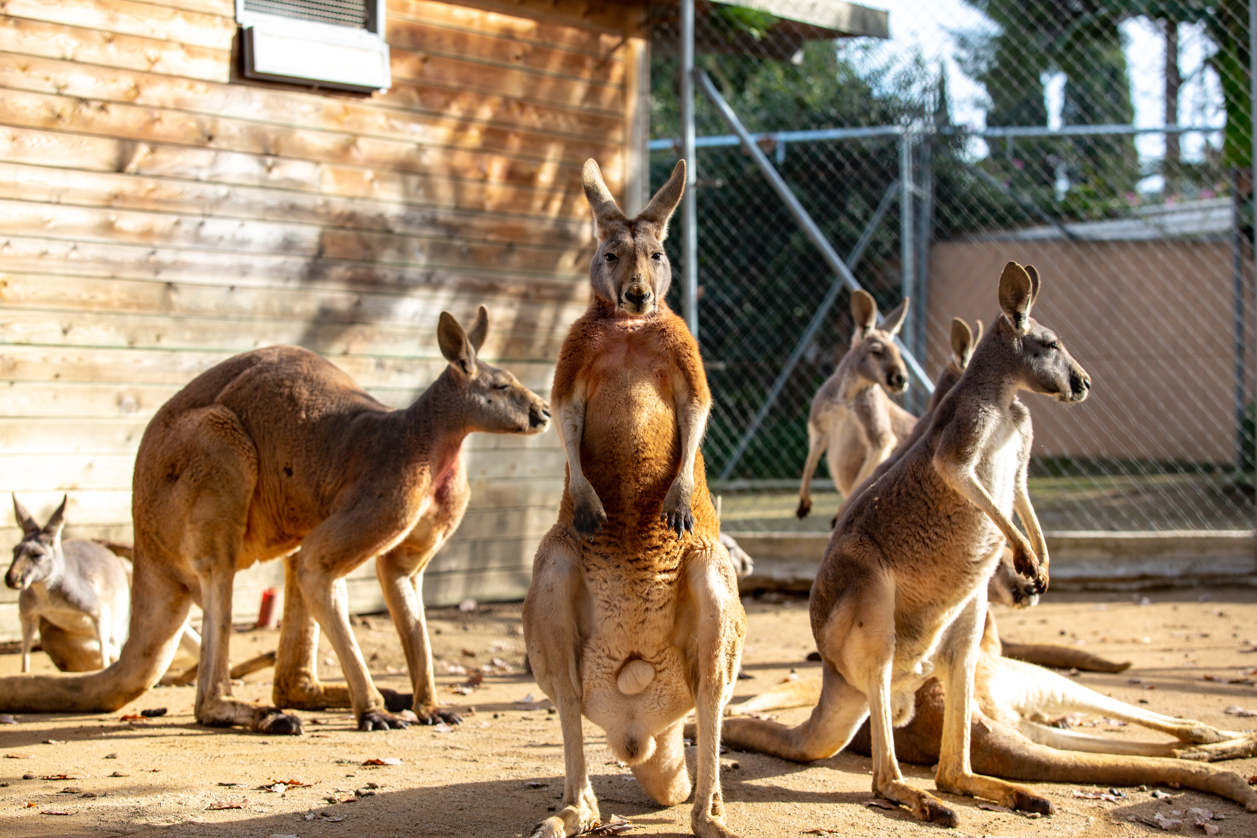 Красный кенгуру  в зоопарке Барселоны