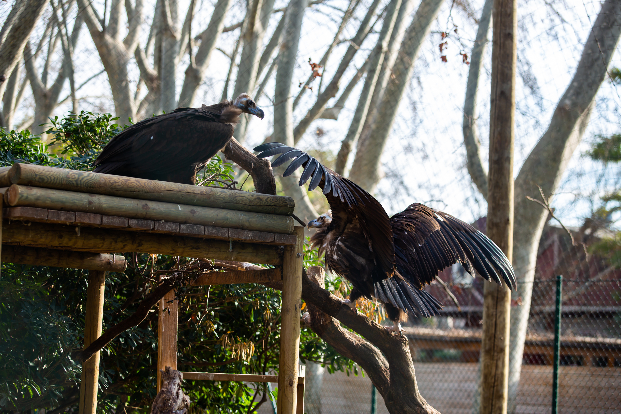 Зоопарк в Барселоне. Фотограф Сонкина Татьяна
