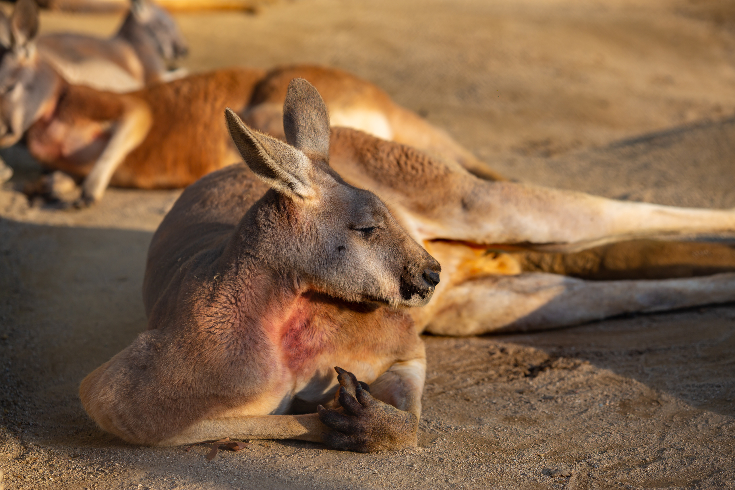 Красный кенгуру  в зоопарке Барселоны