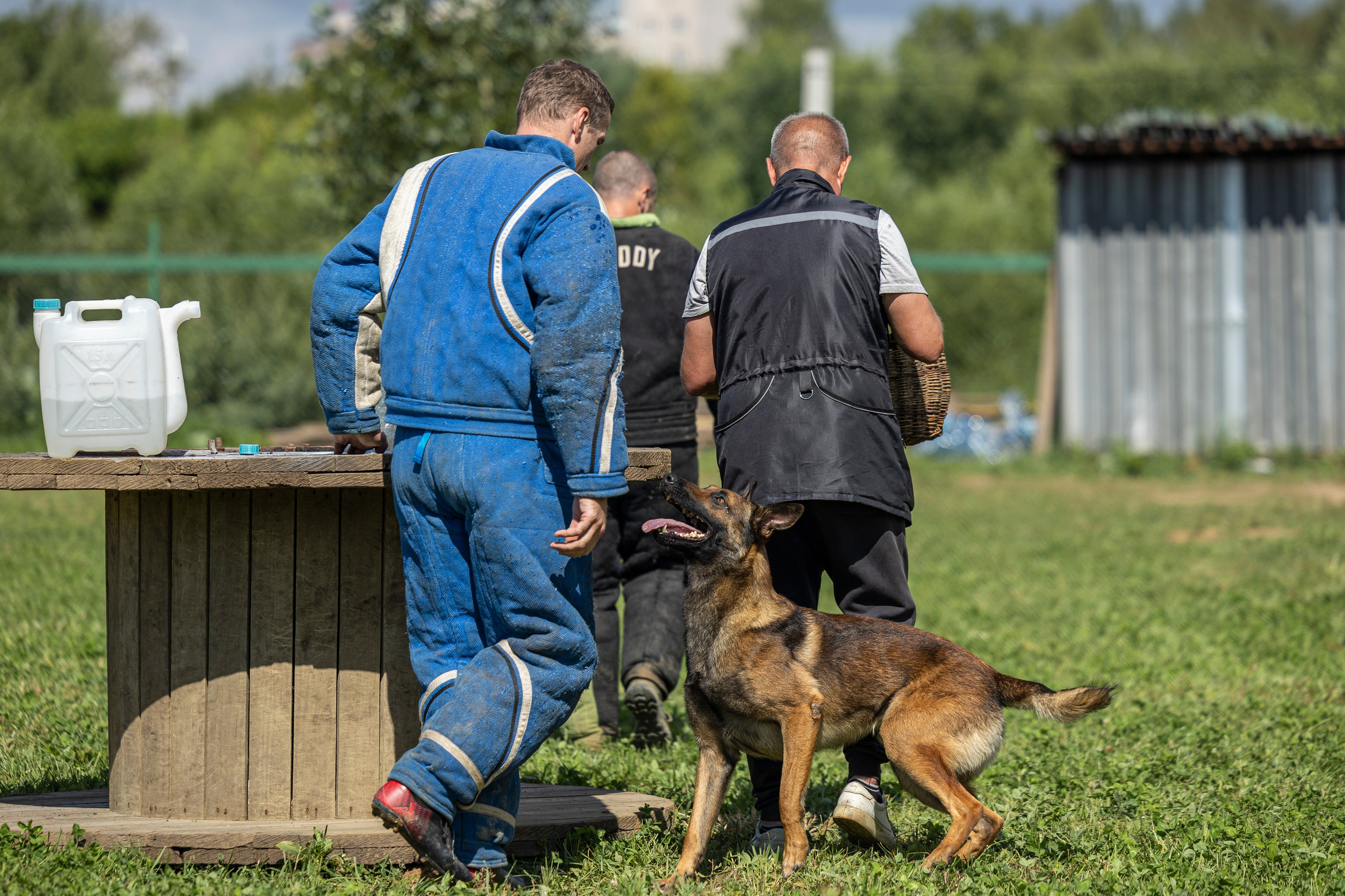 Соревнования по Мондьорингу г. Вологда 10-11.08.2024. Фотограф-анималист Анна Маринич