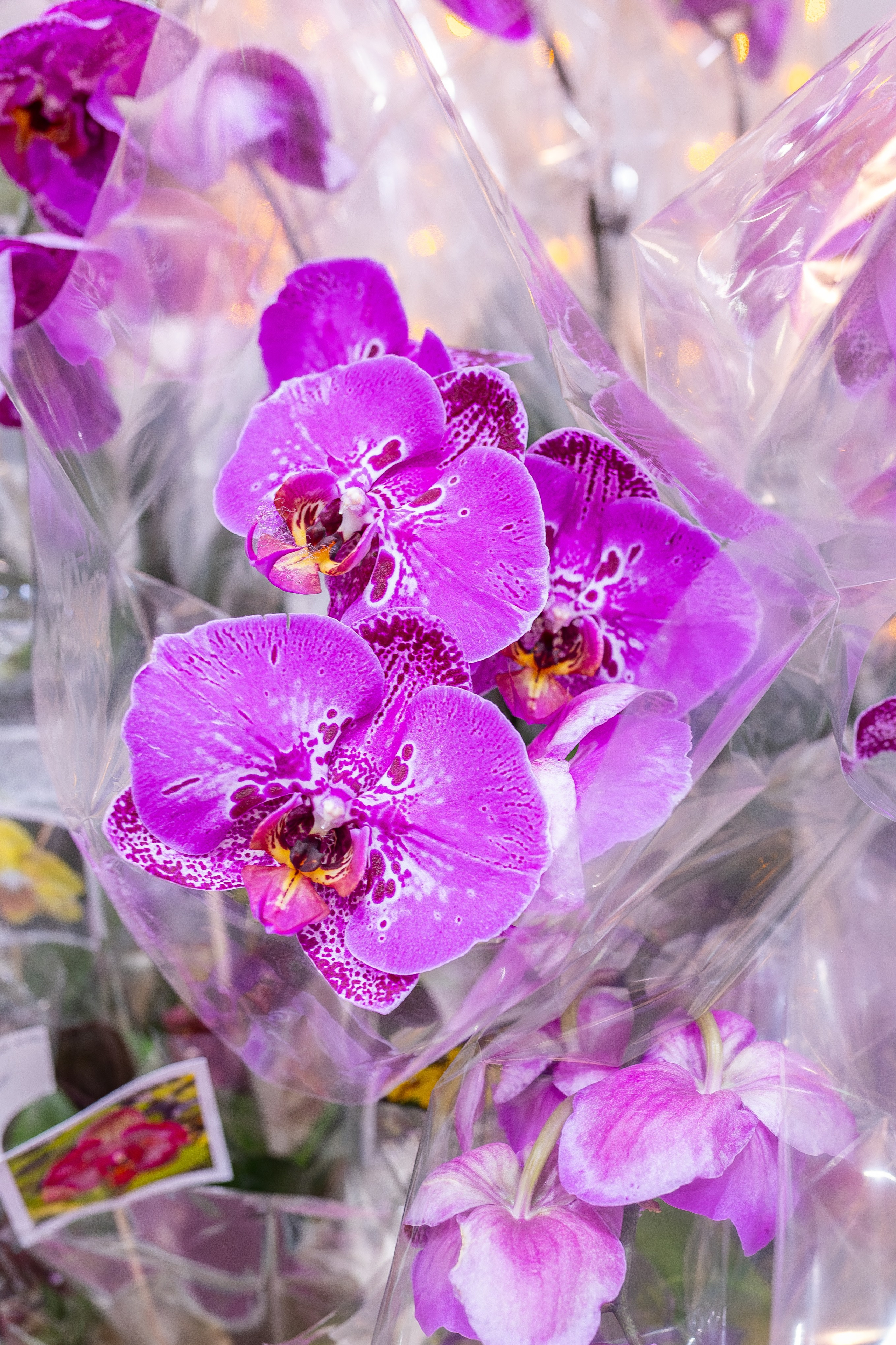 Орхидиум 12.2025. Александра Куликова фотограф, Москва