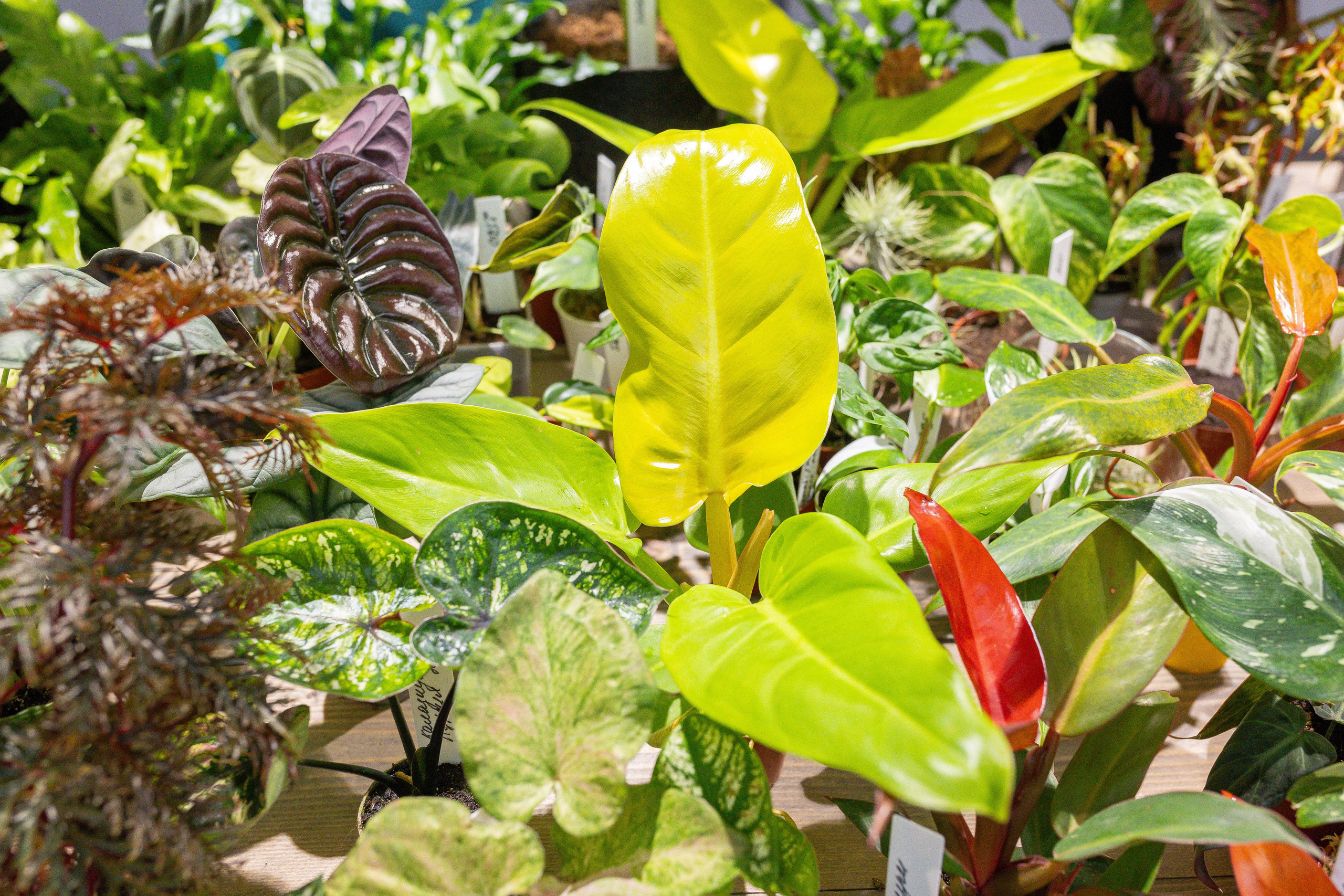 Ярмарка Green Rare 20.09.25. Александра Куликова фотограф, Москва