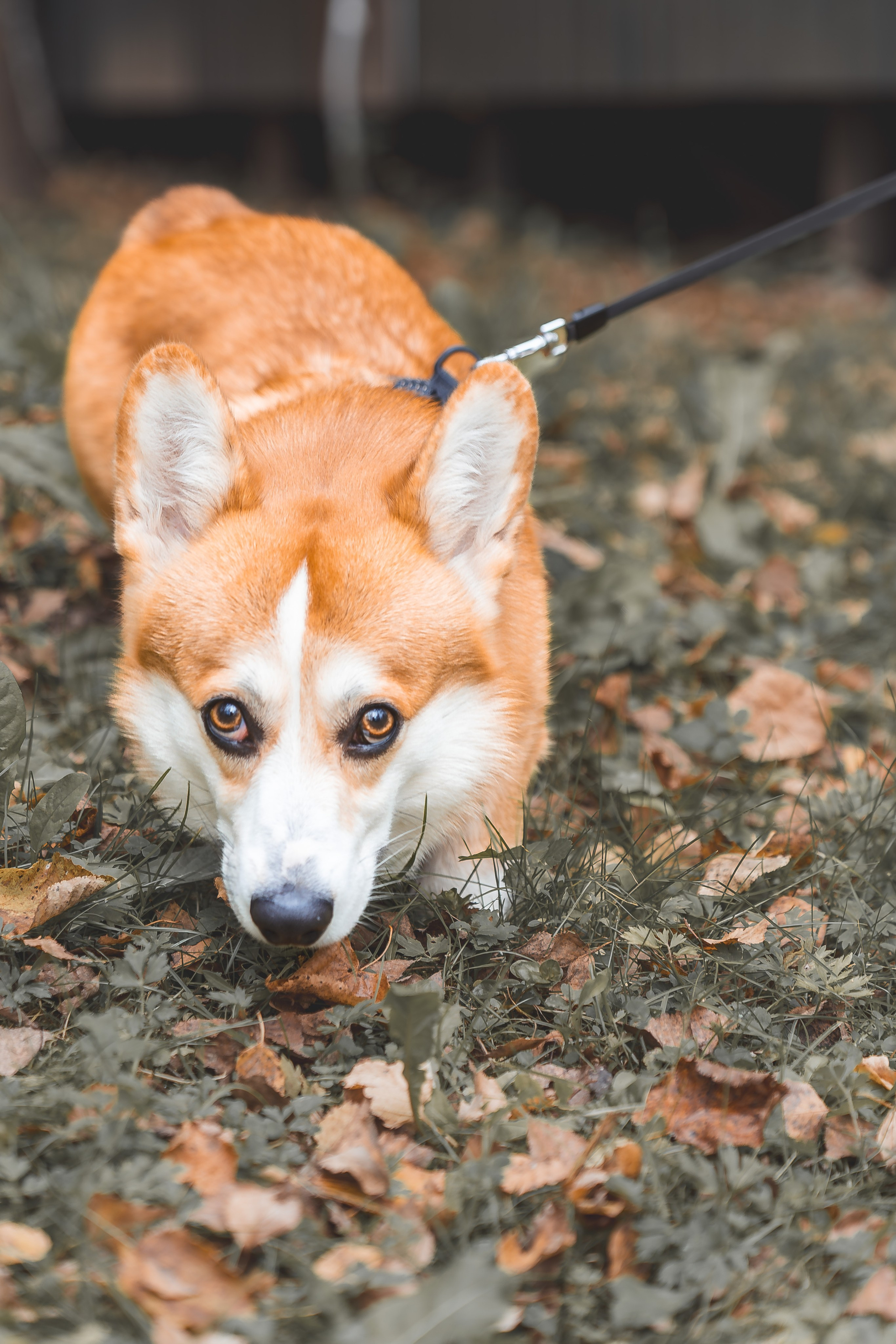 корги осенью фото