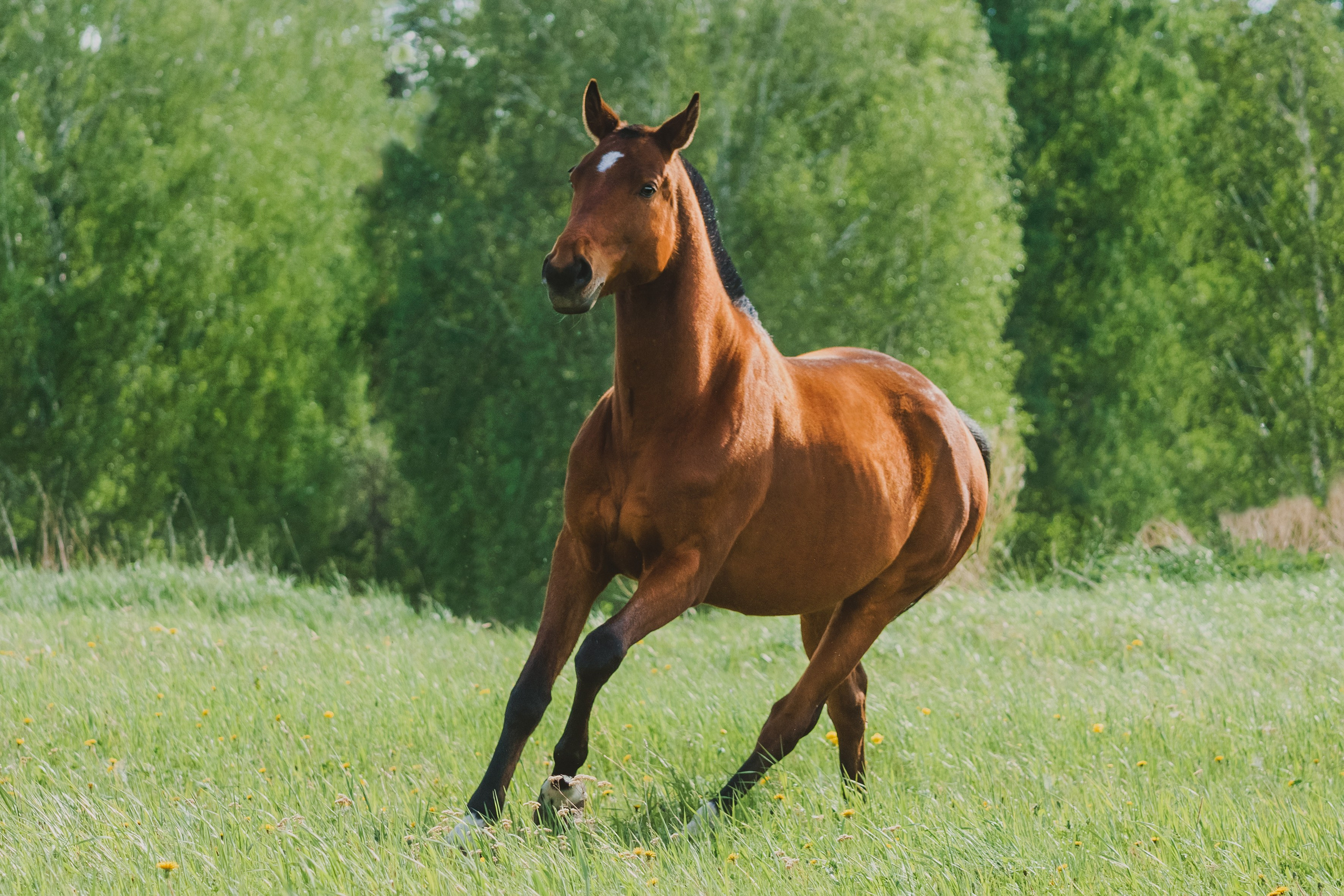 Life with horse. Saamill