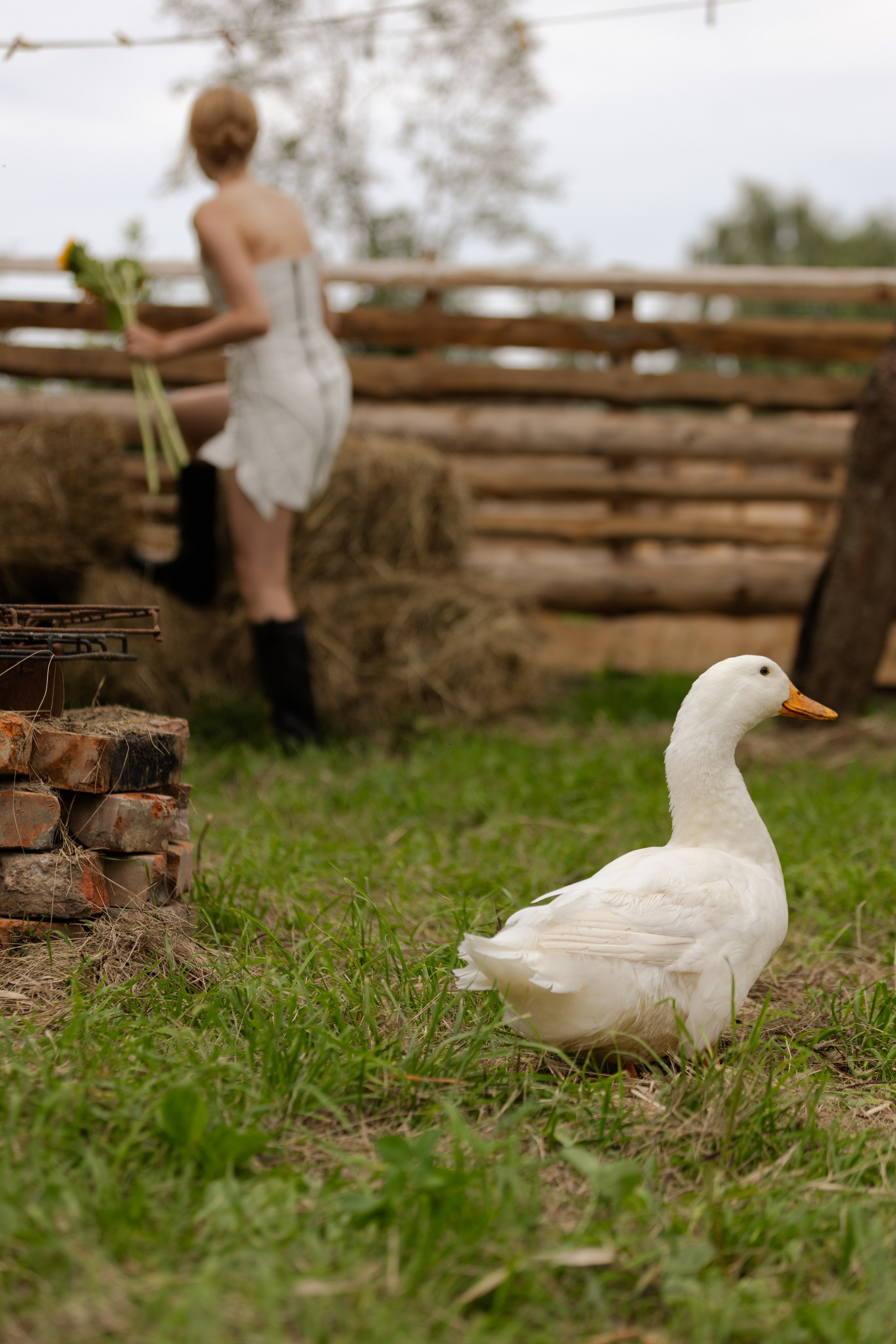 На ферме. @dariazphoto свадебный фотограф