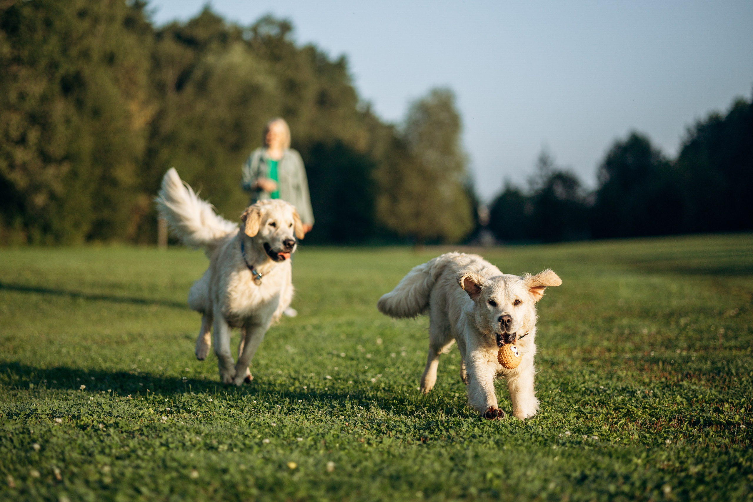 Ирина и ее золотинки. Фотограф — Анималист | Санкт-Петербург