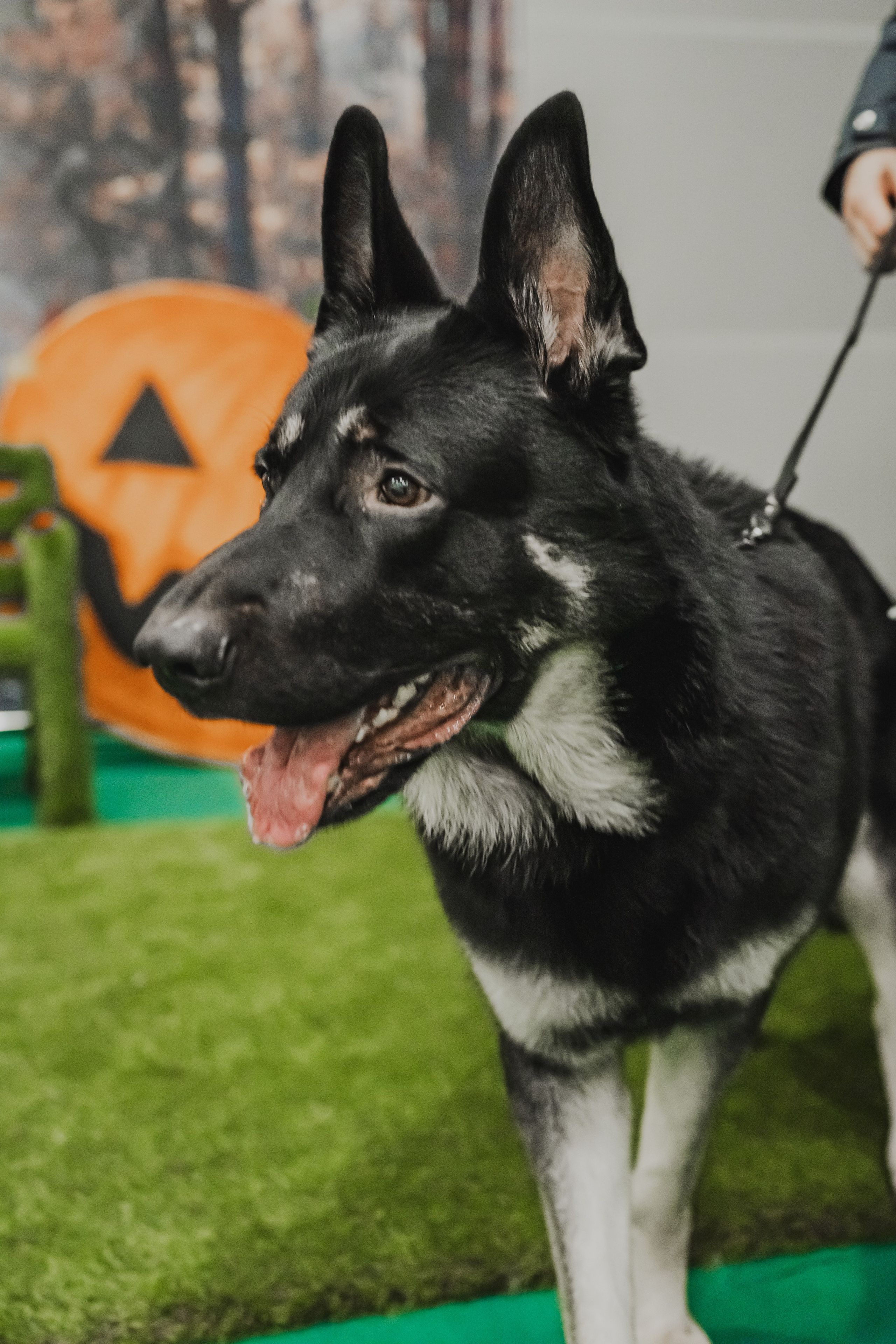 Международная выставка собак всех пород. Репортажный фотограф Анастасия Рубцова