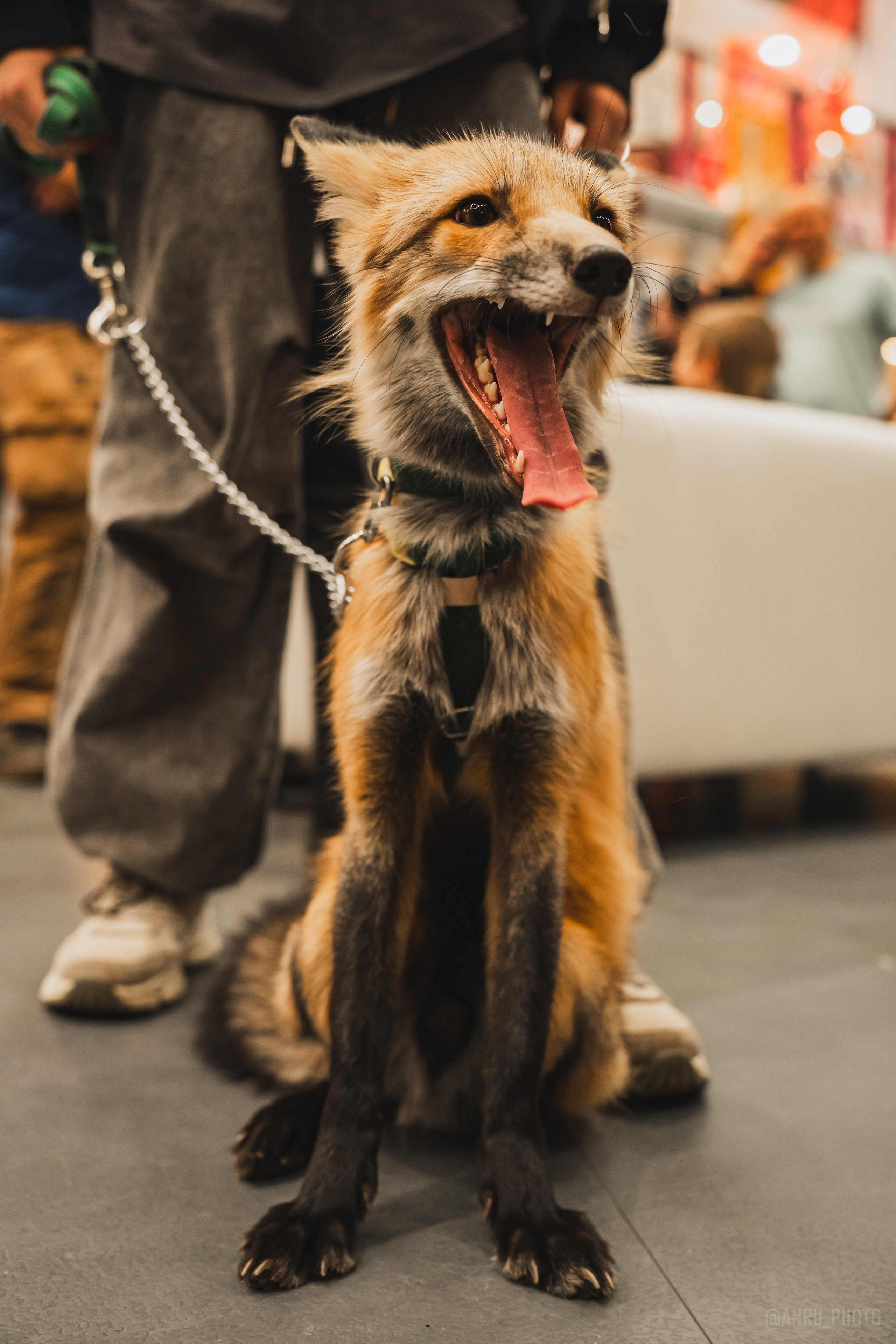 Fox Family fest. Репортажный фотограф Анастасия Рубцова