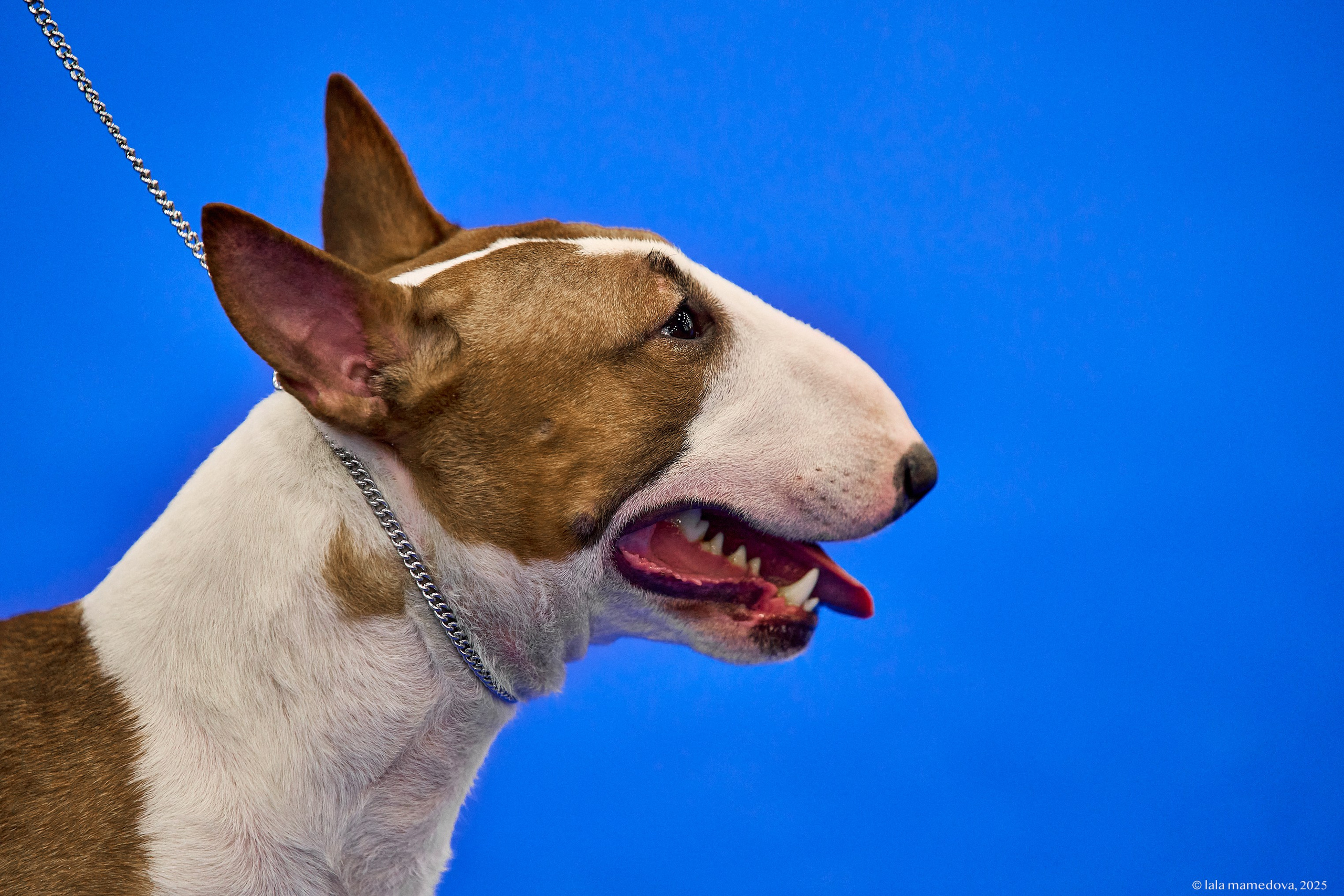 22-23 FEB 2025 | NATIONAL DOG SHOW «BALTIC TRIUMPH-2025»