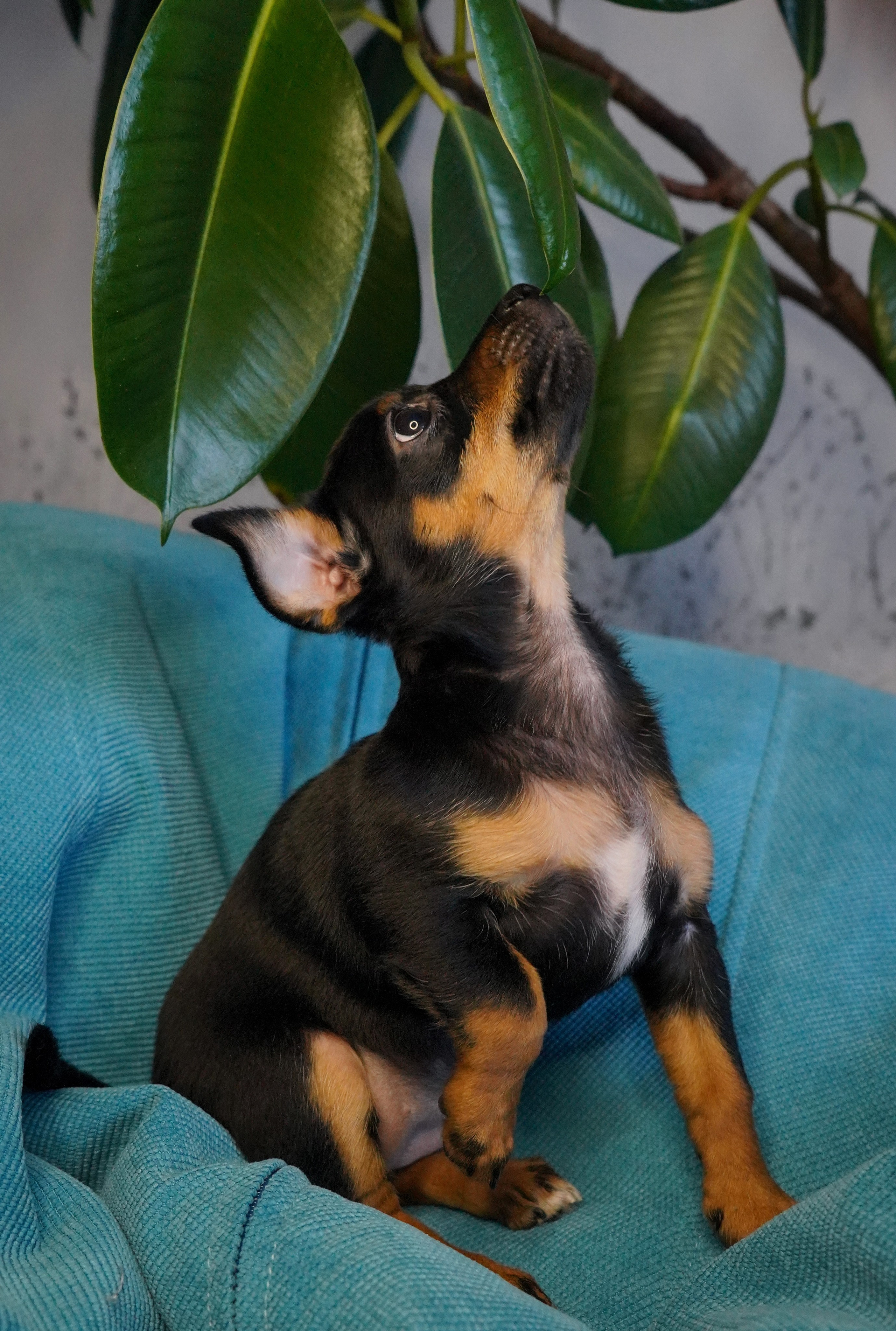 Фотосессии Пушистиков. Фотограф в Санкт-Петербурге Виктория Барышникова