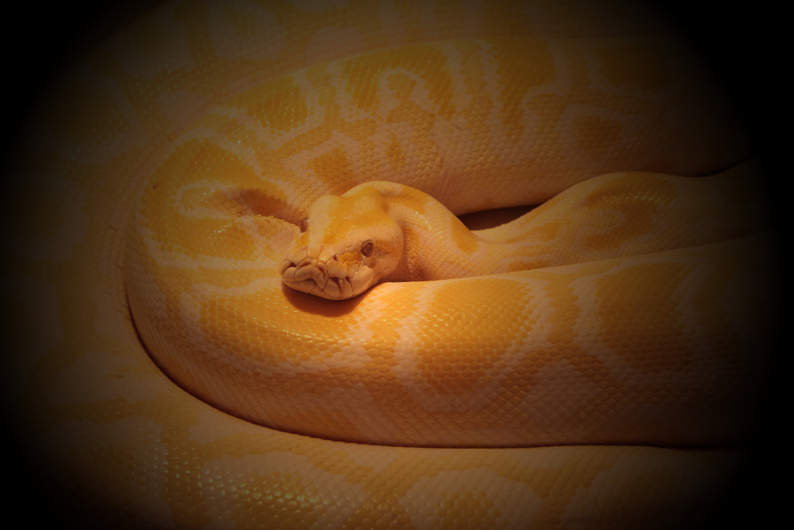 Фото Животных. Студия Максима Белослюдцева