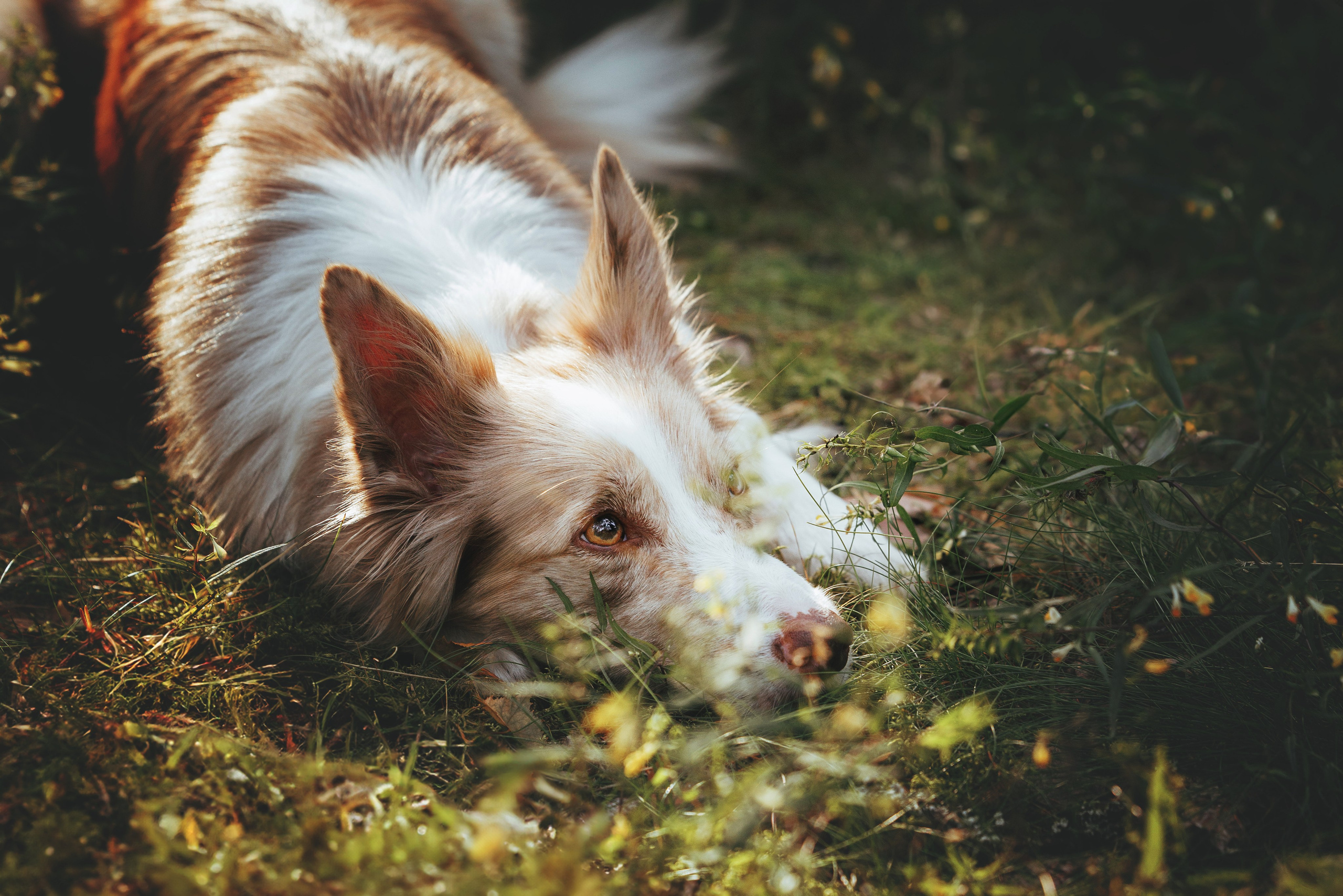 Рита, Маша и много собак. Фотограф анималист Осипчикова Мария