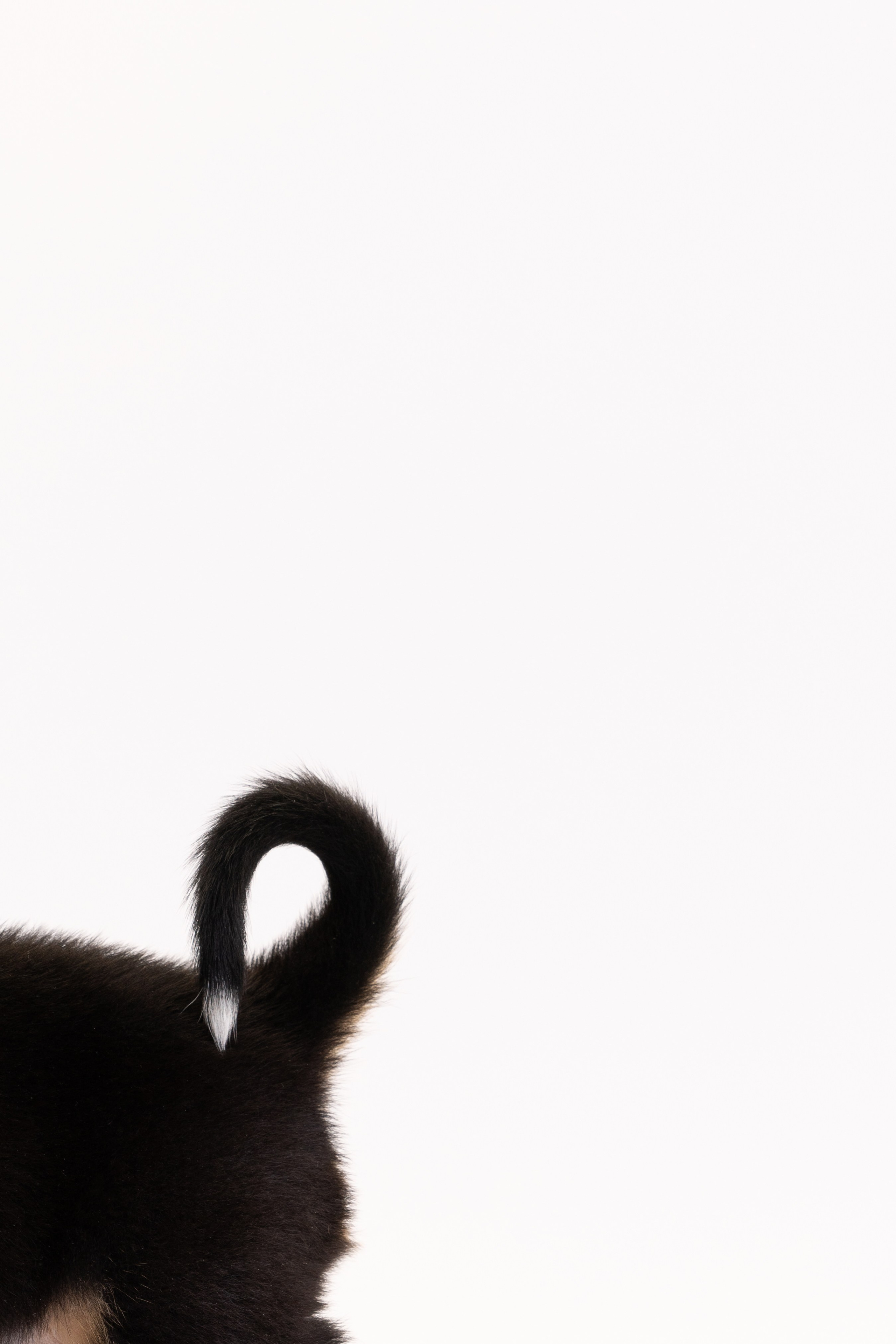 Энтлебухеры. Фотограф анималист Осипчикова Мария