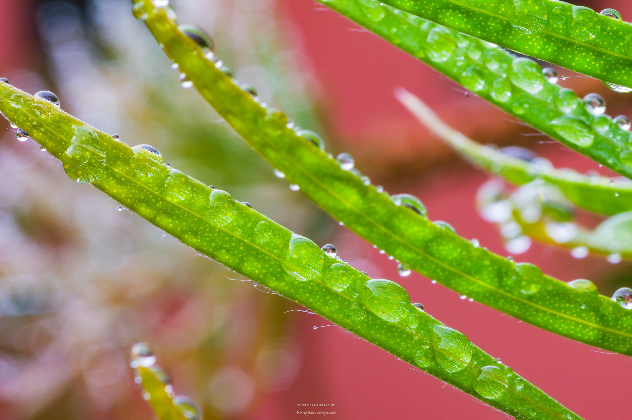 Капли, капелюшки. Авторские стильные фотокартины