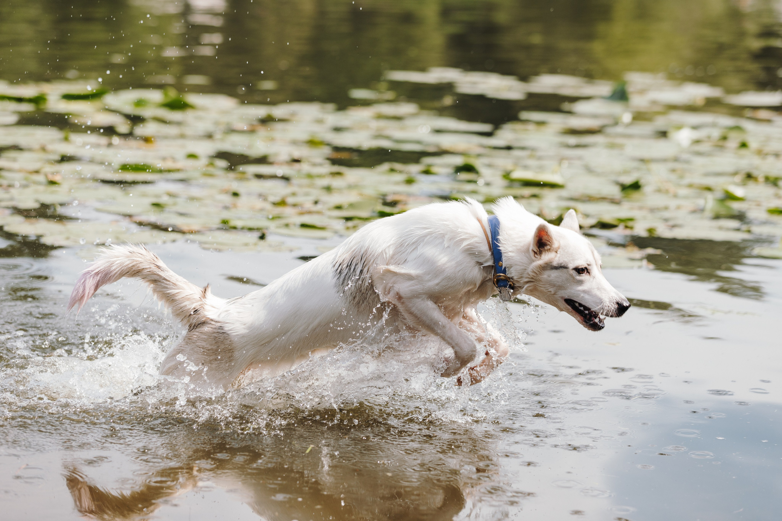 Petshop Sup day. Фотограф анималист Кристина Карпова, Москва