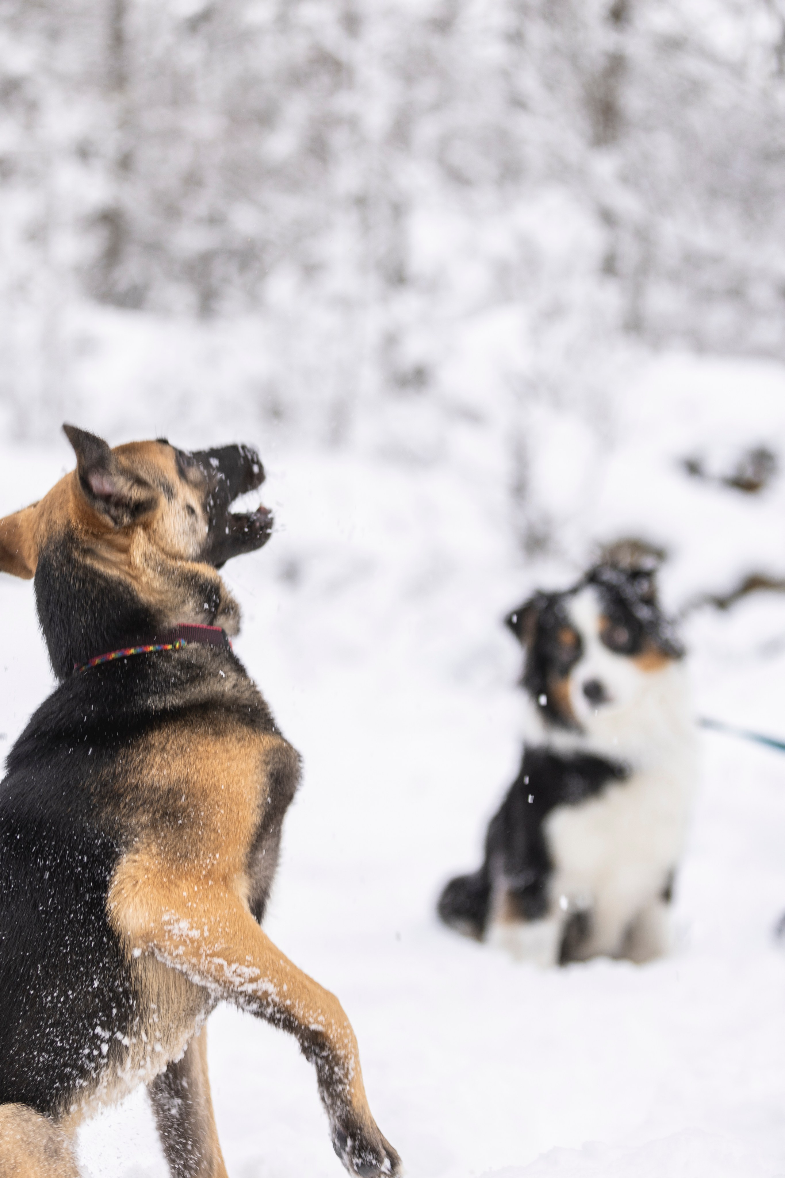 Догтуса Тропа Ефремова. Ирина Голомб|Фотограф-анималист в  Сочи и Калининграде
