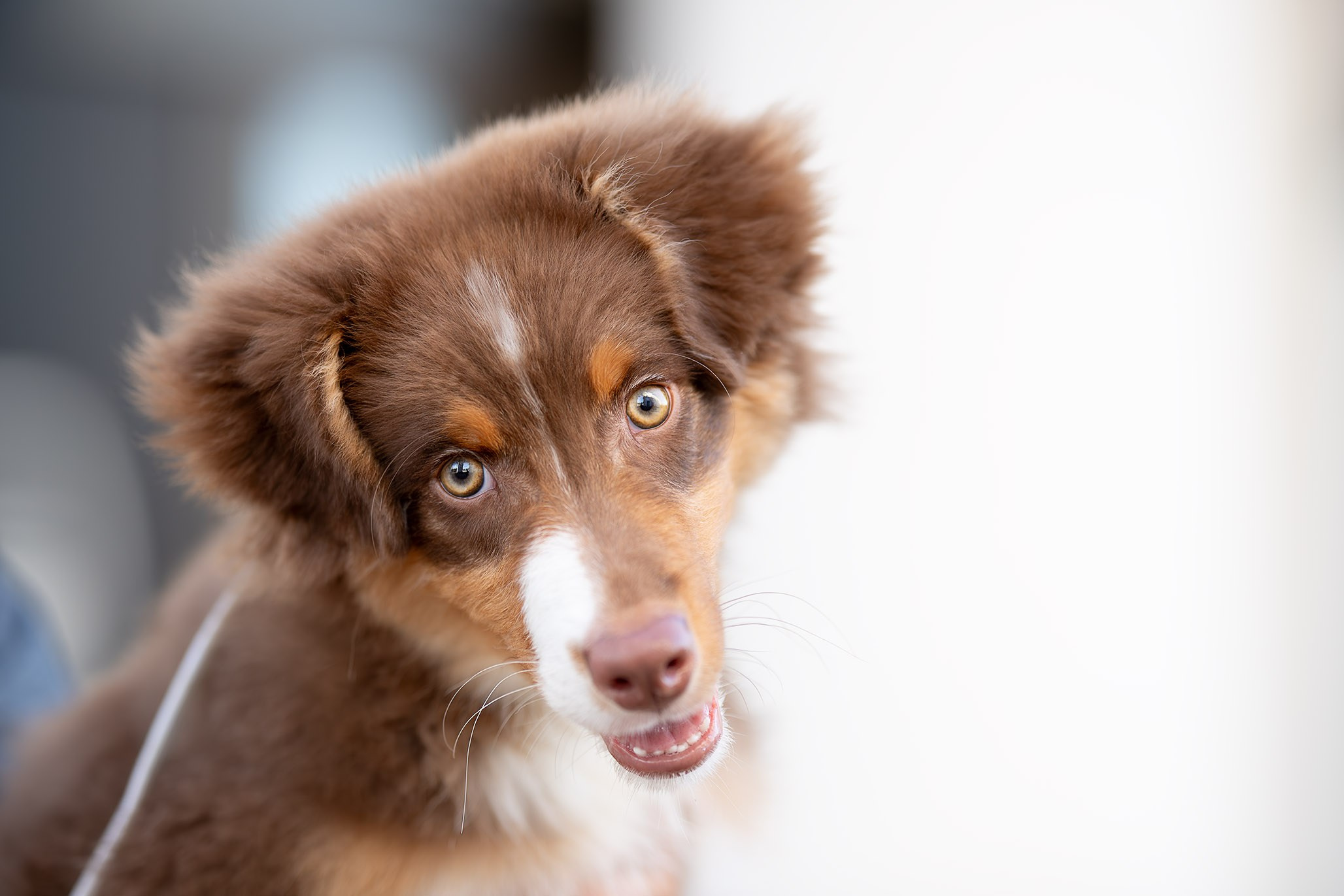 Чакки, Австралийская Овчарка. Ирина Голомб|Фотограф-анималист в  Сочи и Калининграде