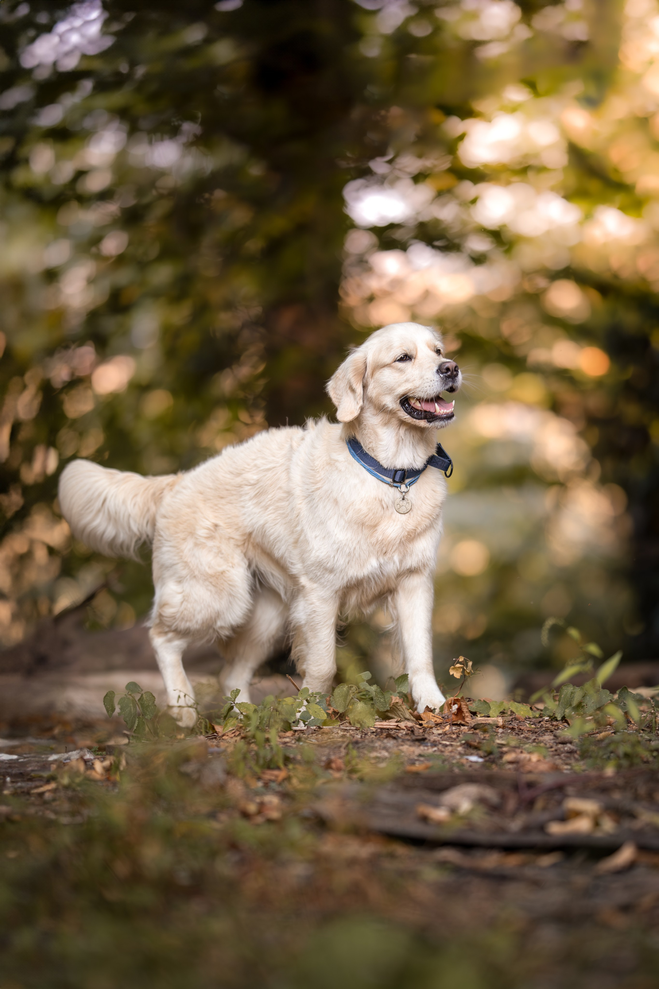 Асти, Делфи и Фреска, Голден Ретриверы. Ирина Голомб|Фотограф-анималист в  Сочи и Калининграде