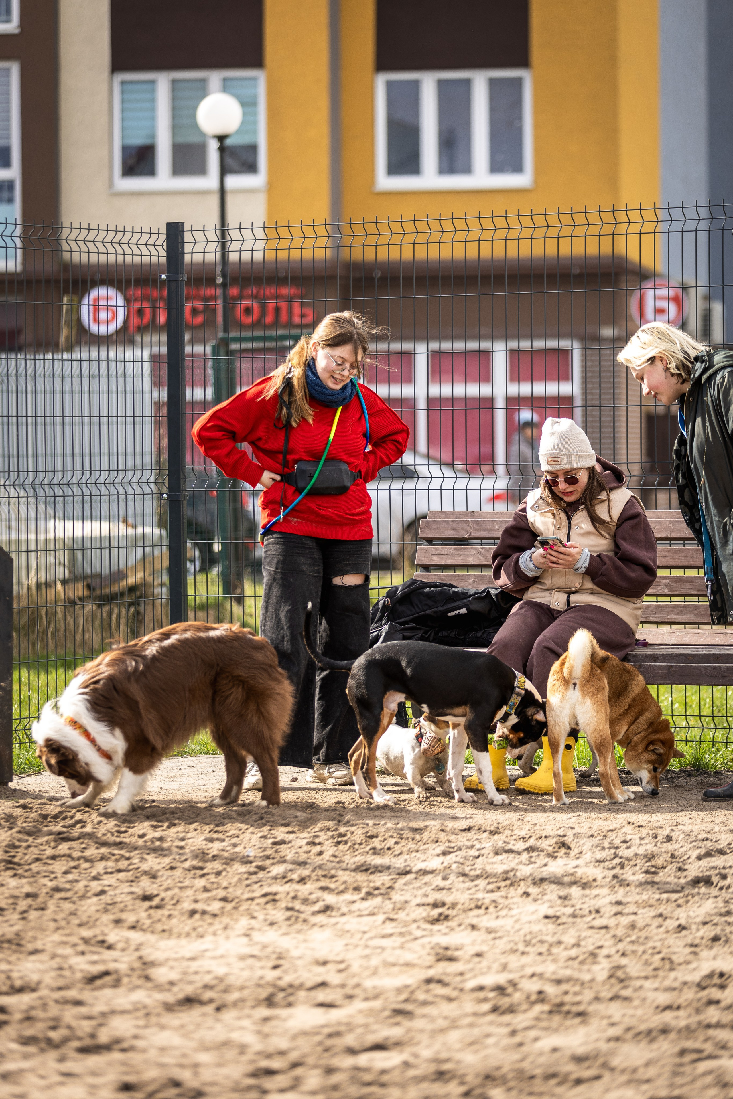 Догтуса 24.03.2024. Ирина Голомб|Фотограф-анималист в  Сочи и Калининграде