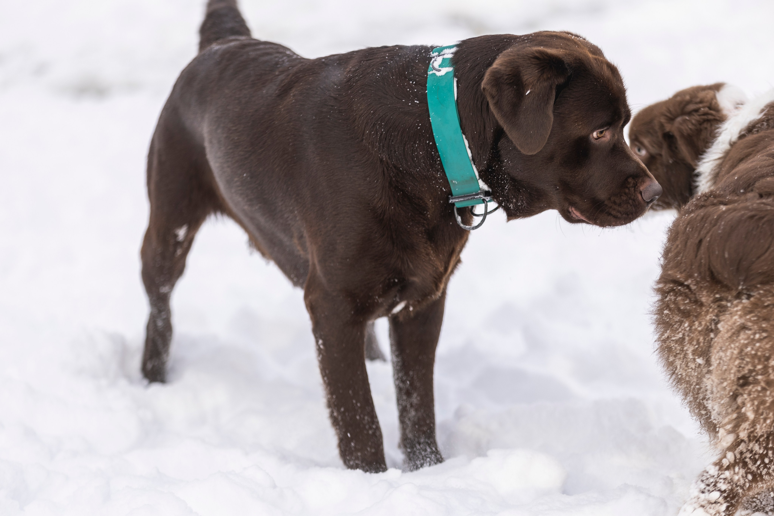 Догтуса Тропа Ефремова. Ирина Голомб|Фотограф-анималист в  Сочи и Калининграде