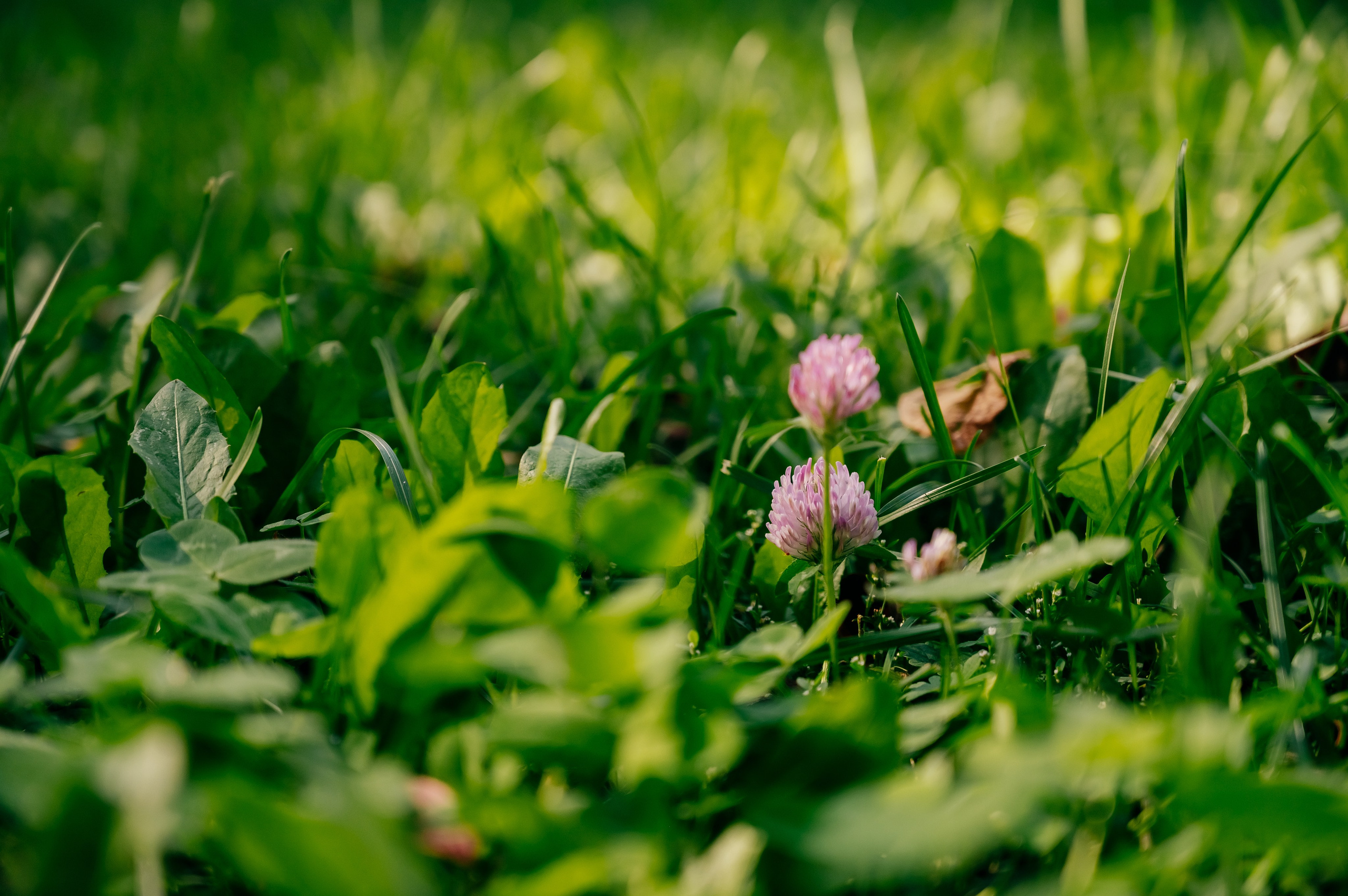 День Шахтёра в Парке Чудес 30.08.2025. Детский фотограф, семейный фотограф и репортажи в Кемерово
