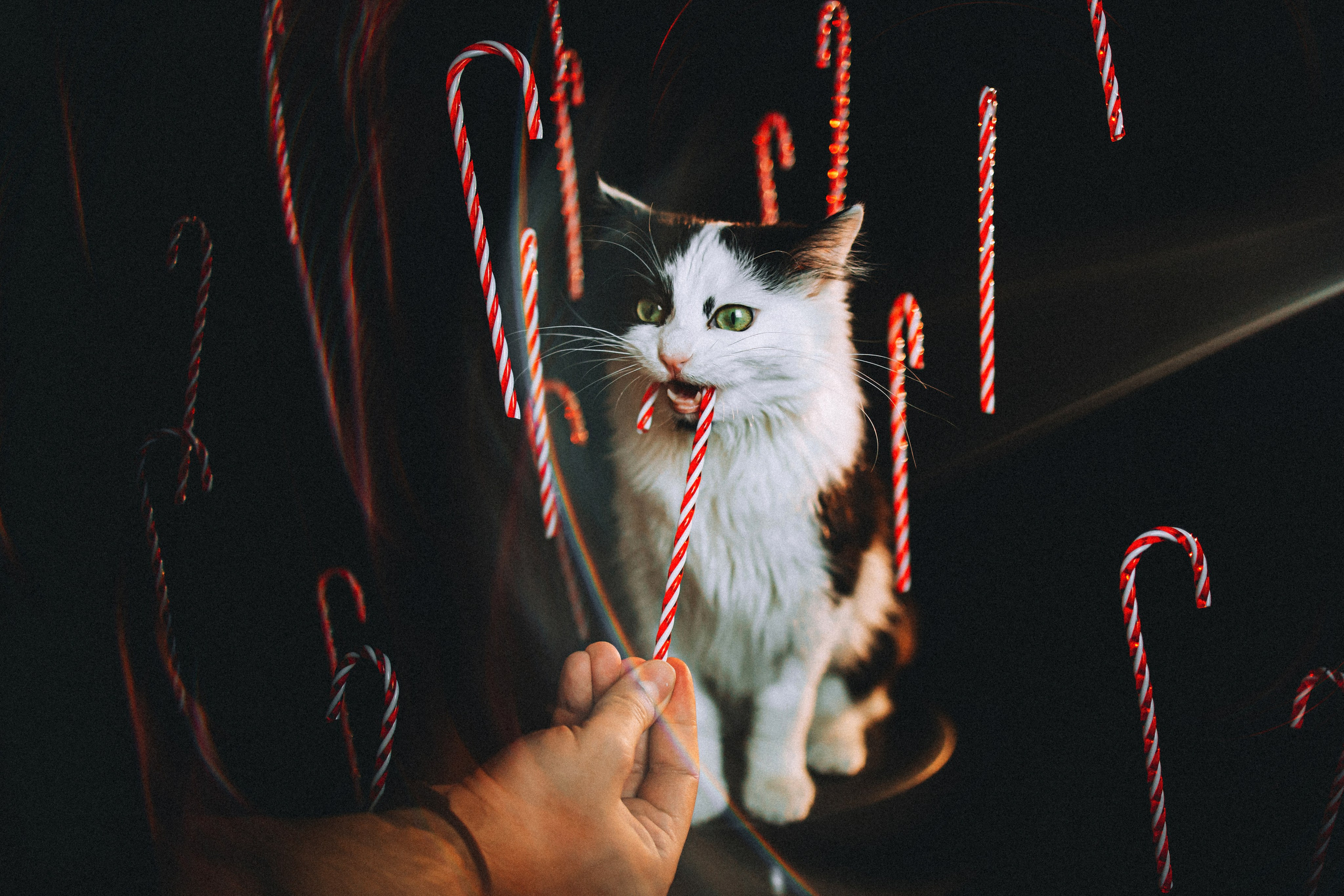 Джек, Бет и Кову