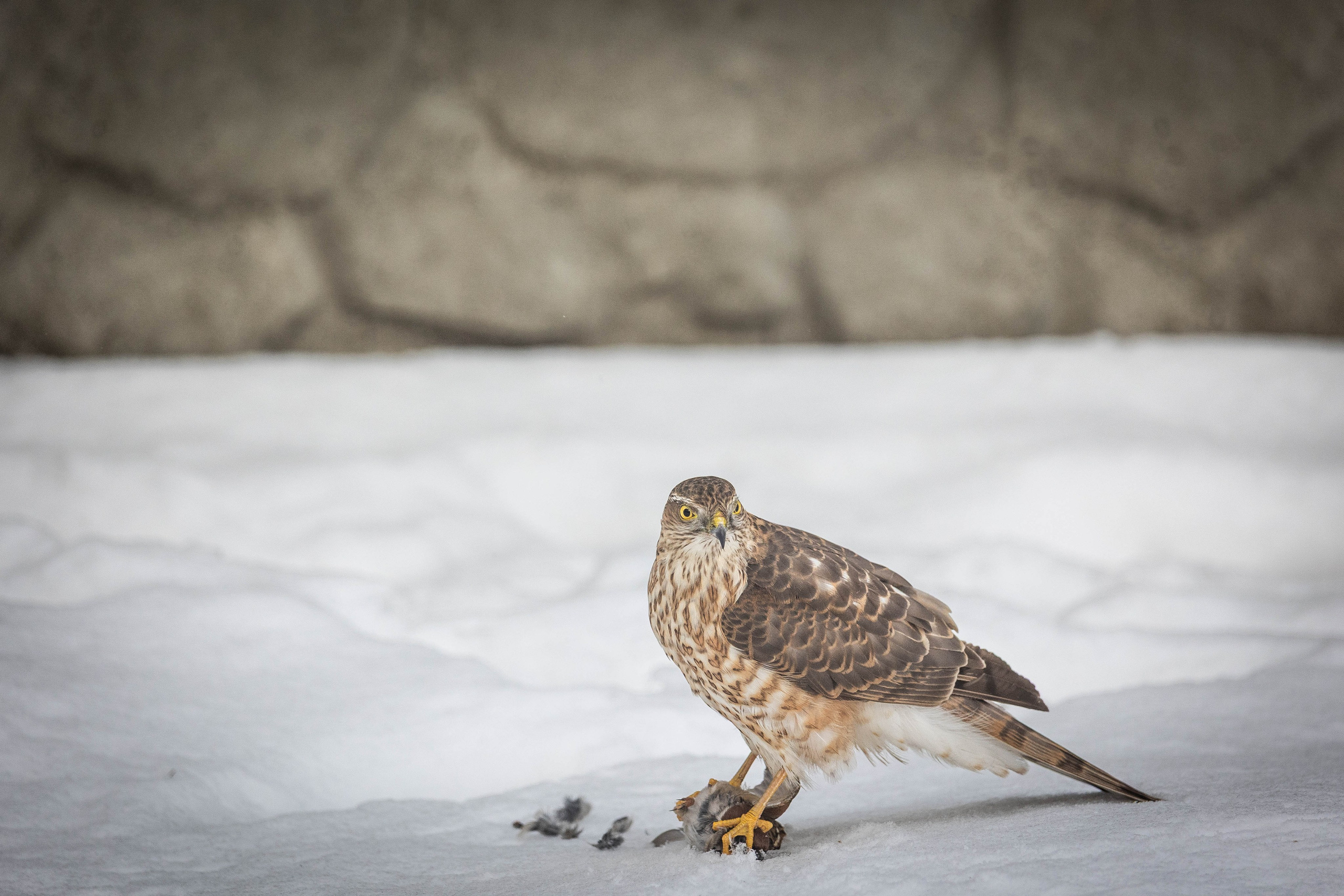 Дикий животный мир. Фотограф-АниМалист Анна Абрамова