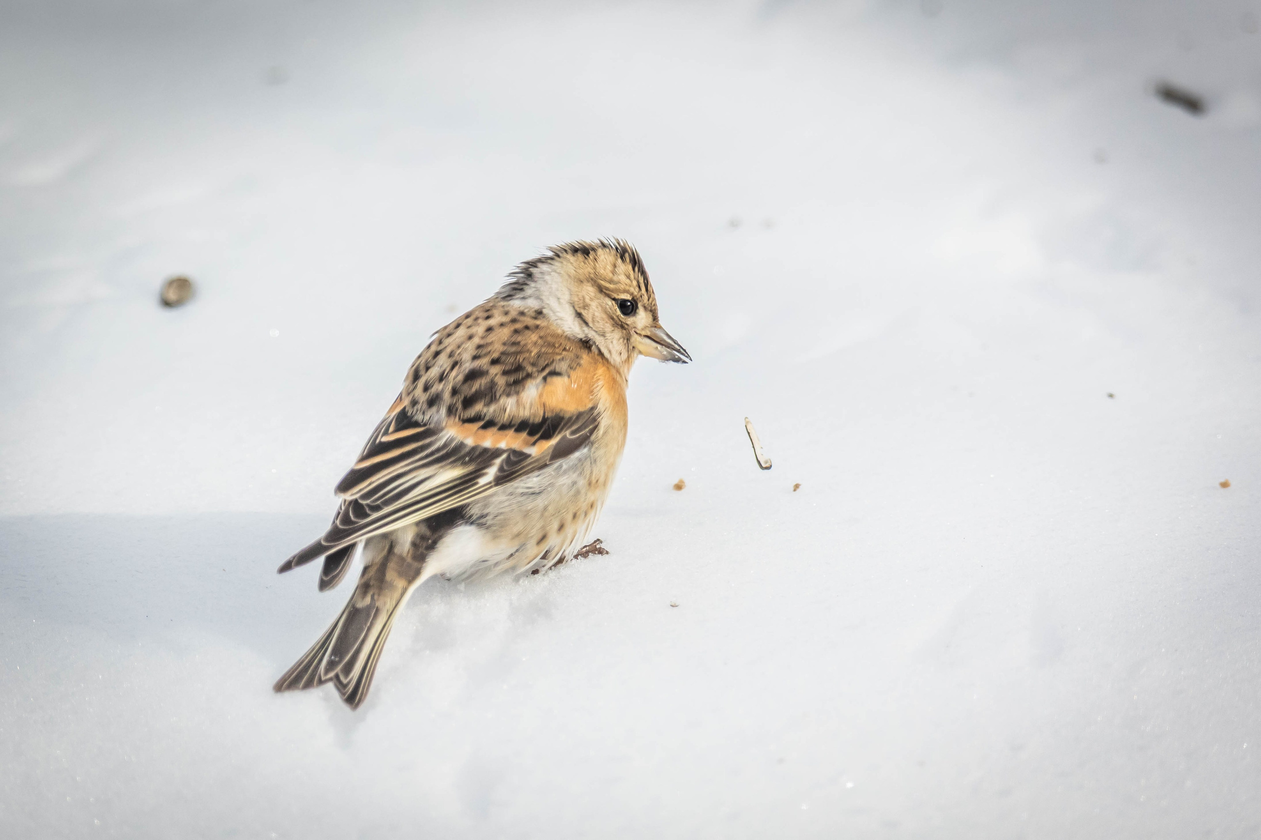 Дикий животный мир. Фотограф-АниМалист Анна Абрамова