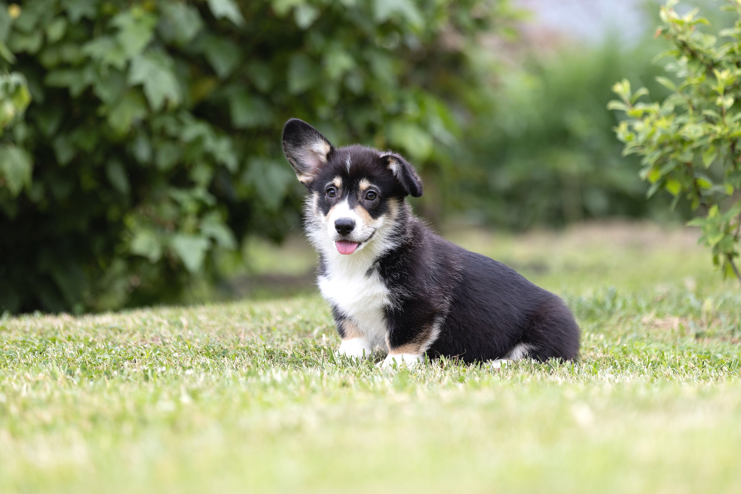 Свободные щенки. Главная