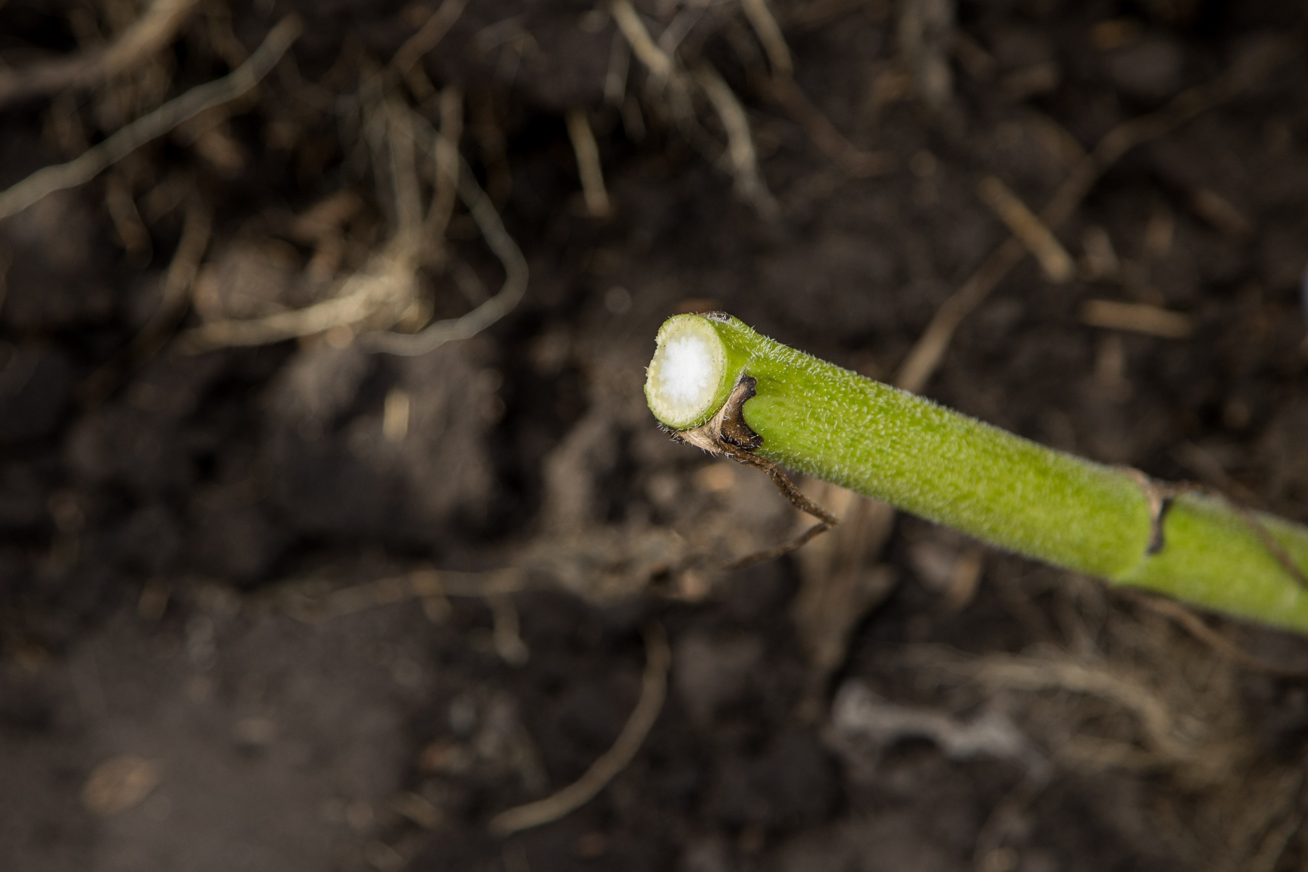 Решения для сельского хозяйства BASF 16.08.2022. Владислав Волков | Фотография и видеосъемка в Воронеже