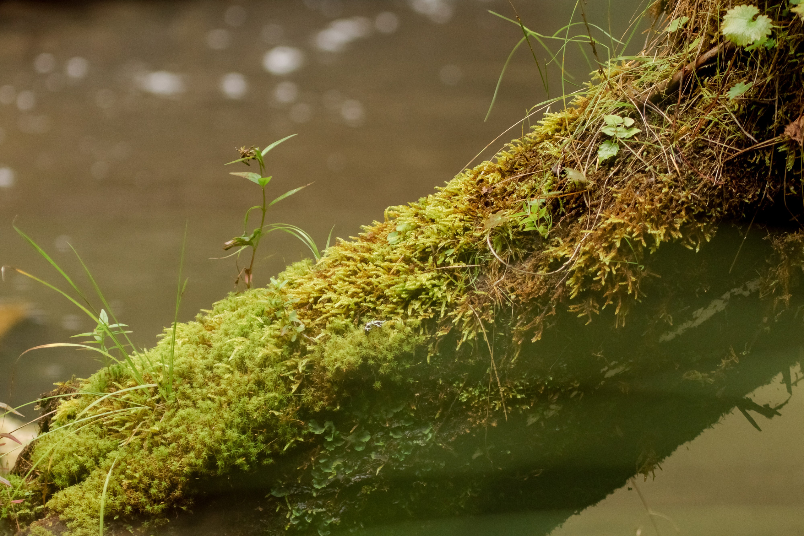 Фототур Кия. Фотограф Кирилл Мешков Кемерово
