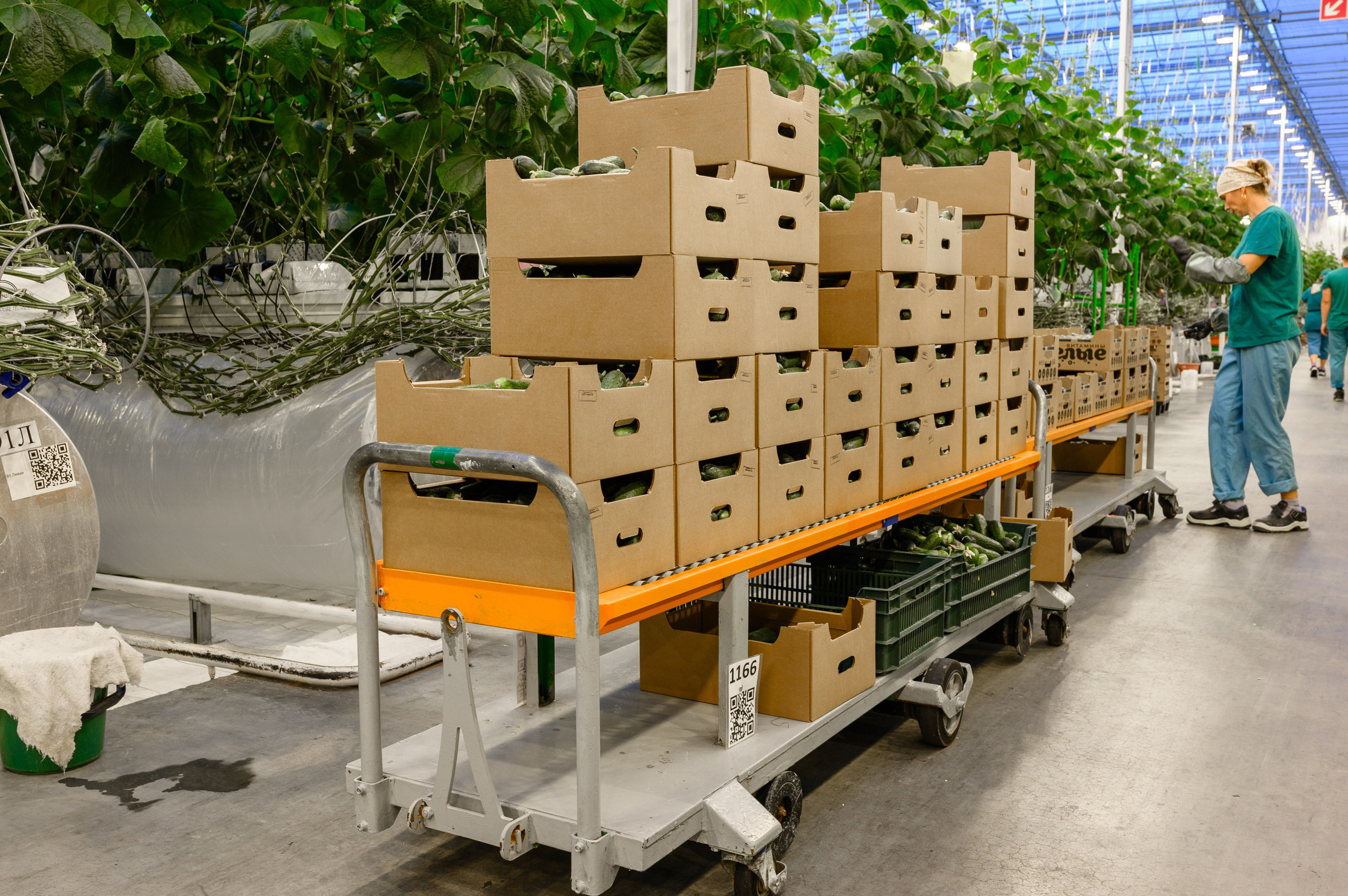 Тепличный комплекс «ПЕРМСКИЙ»