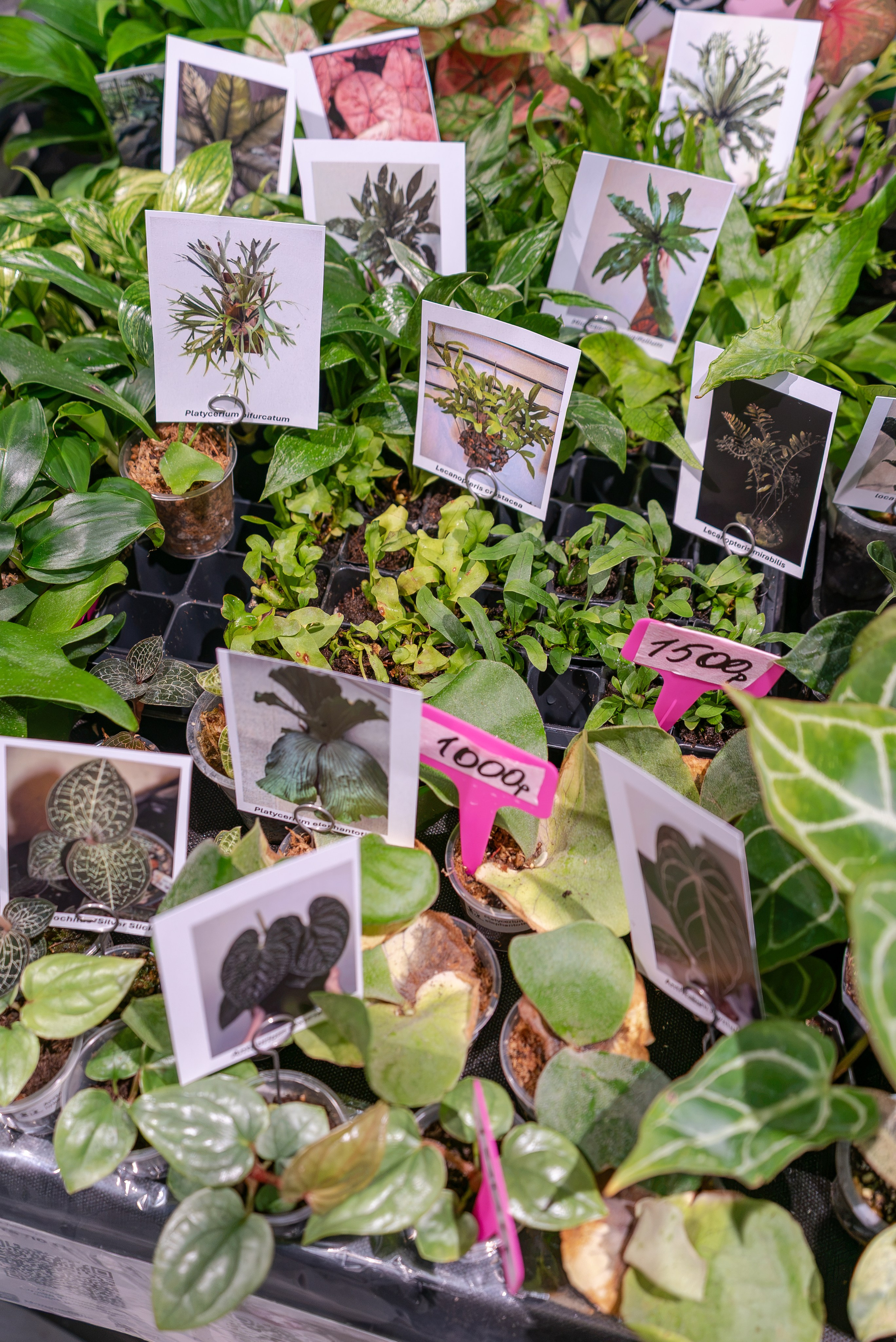 Greenrare июль. Александра Куликова фотограф, Москва