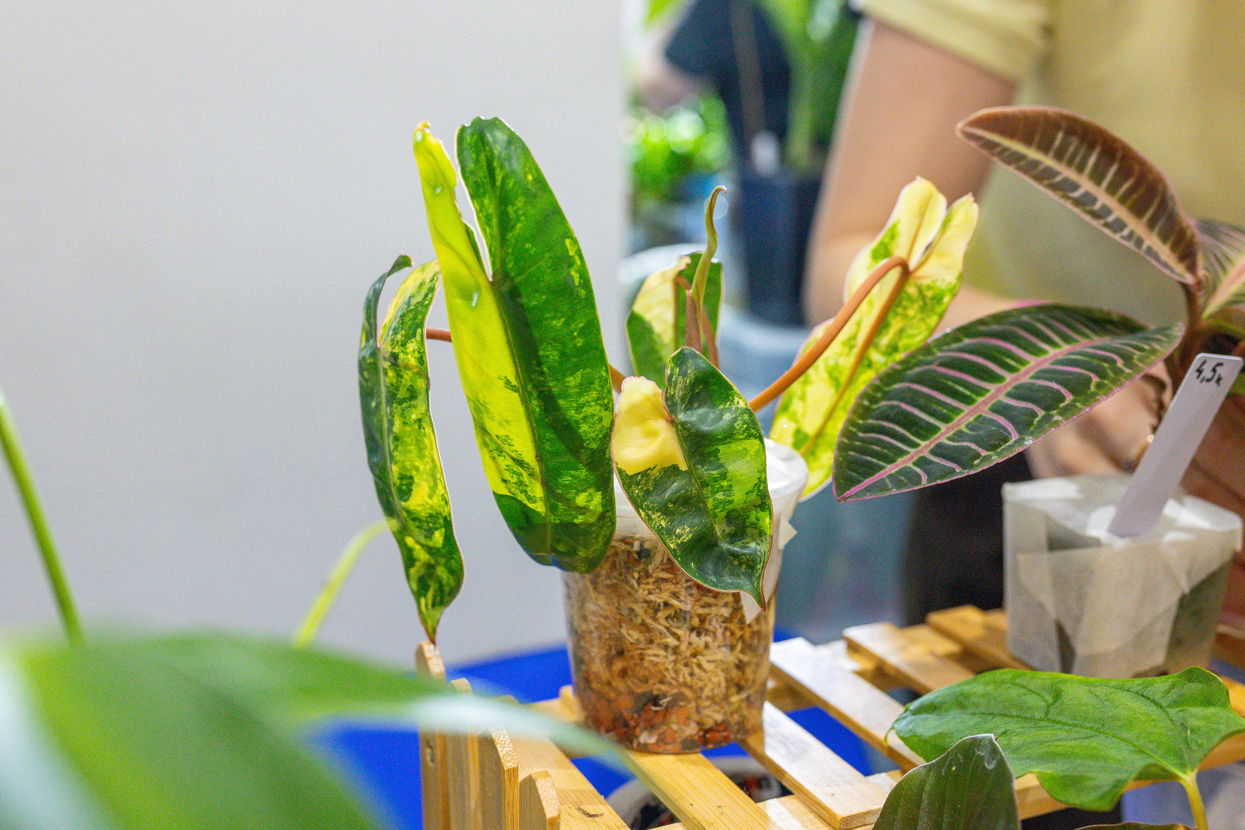 Монстериум 11–12 октября. Александра Куликова фотограф, Москва