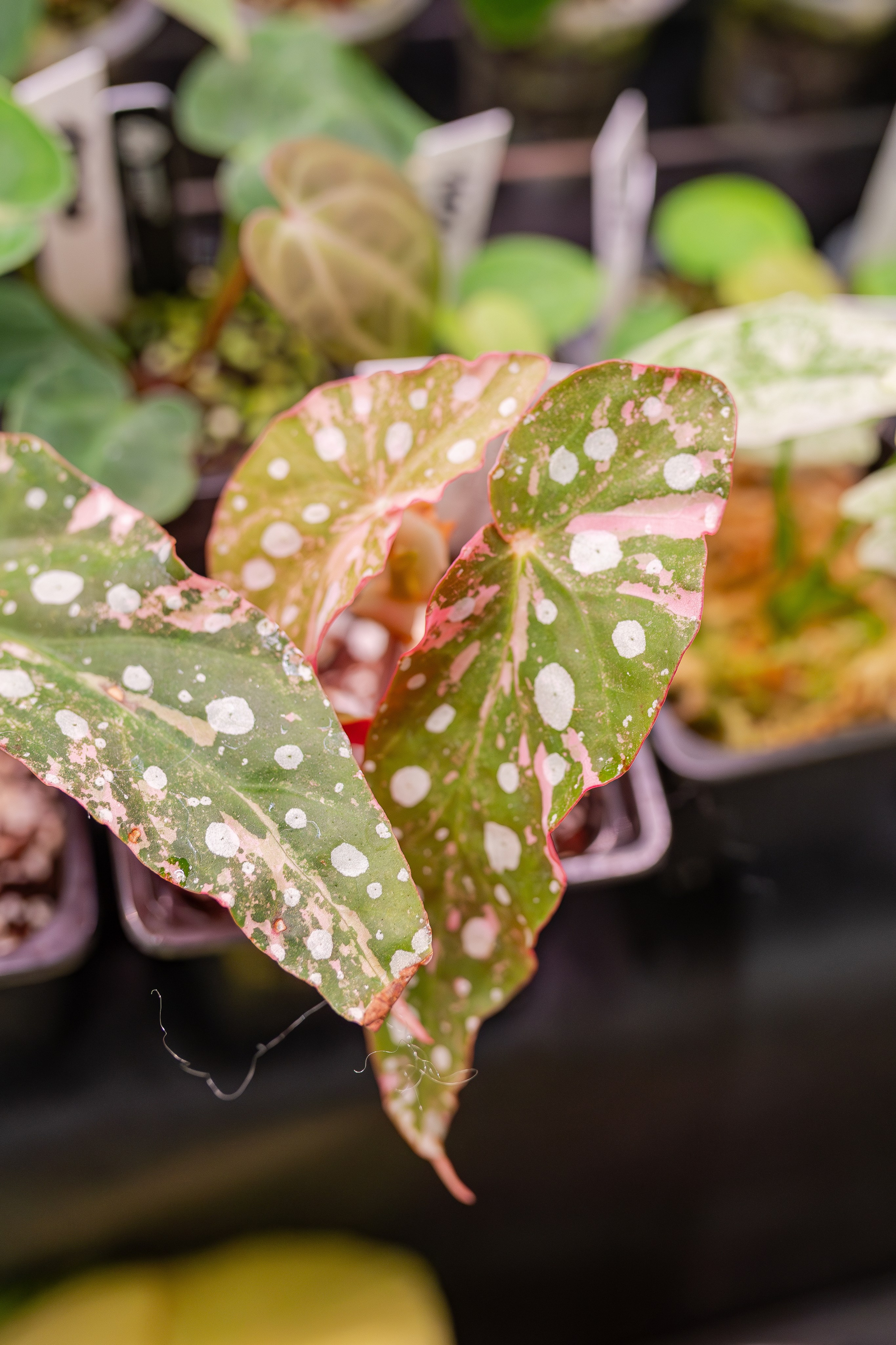 Монстериум апрель 2026. Александра Куликова фотограф, Москва