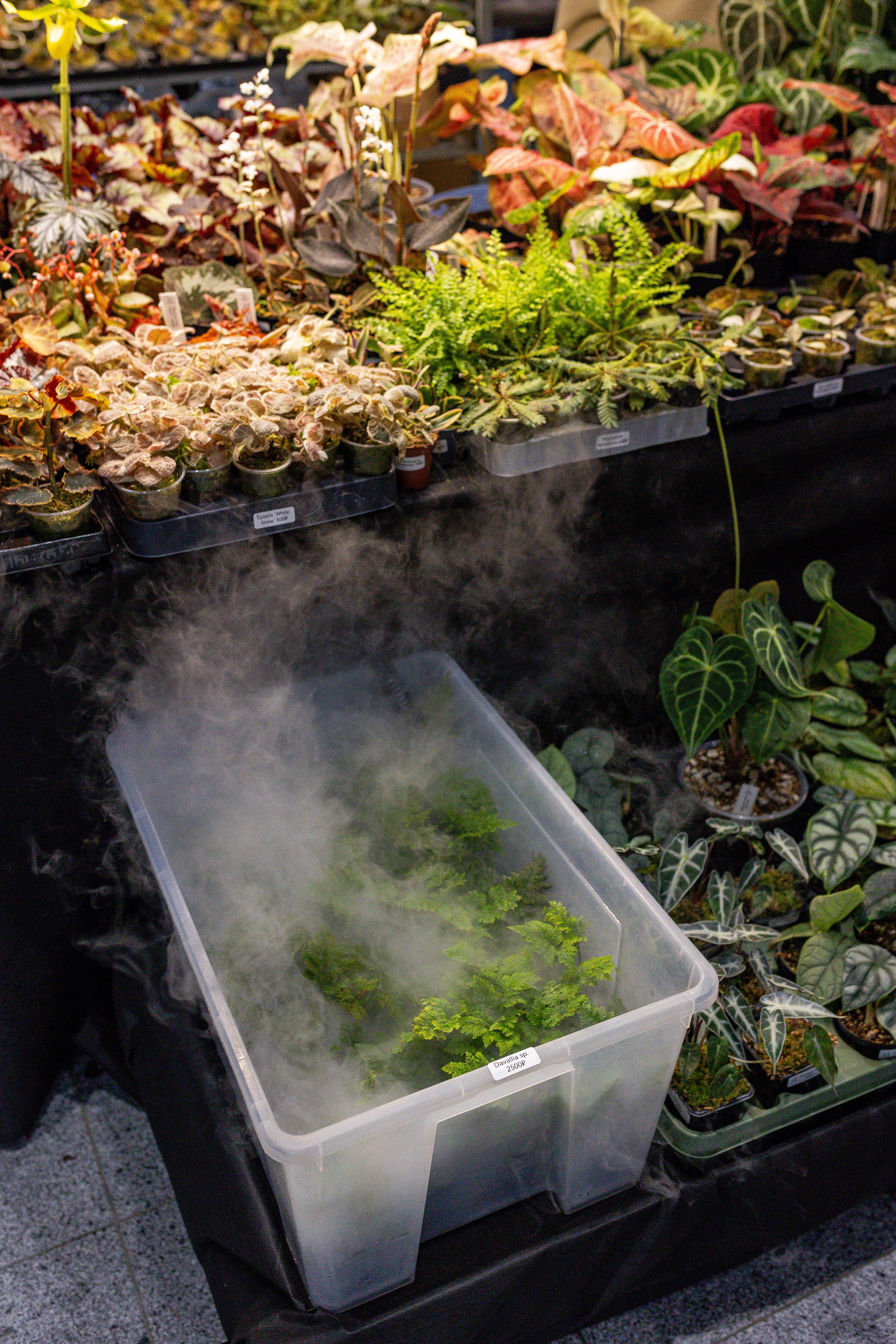 Монстериум апрель 2025. Александра Куликова фотограф, Москва