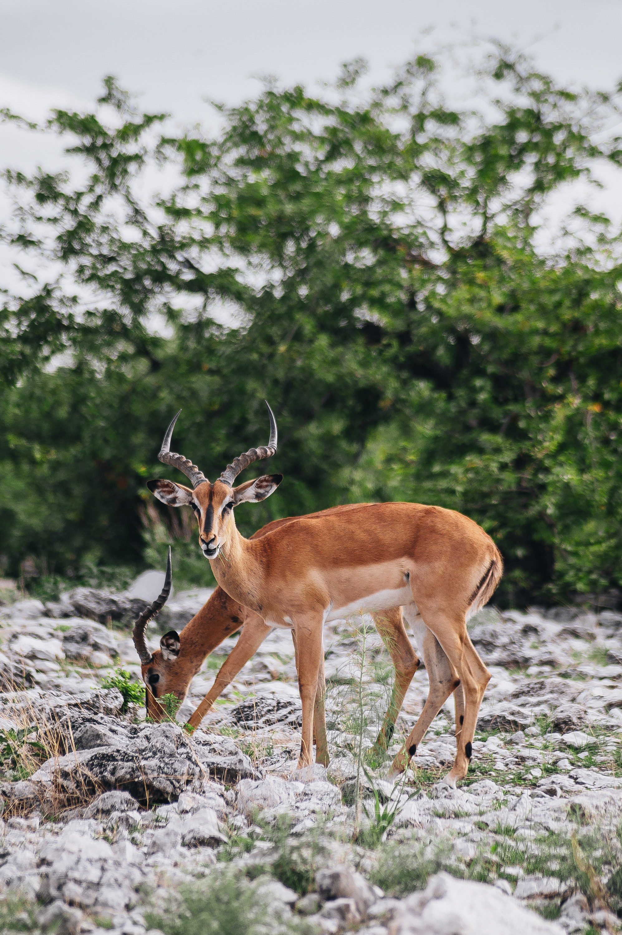 НАМИБИЯ. Роадтрип