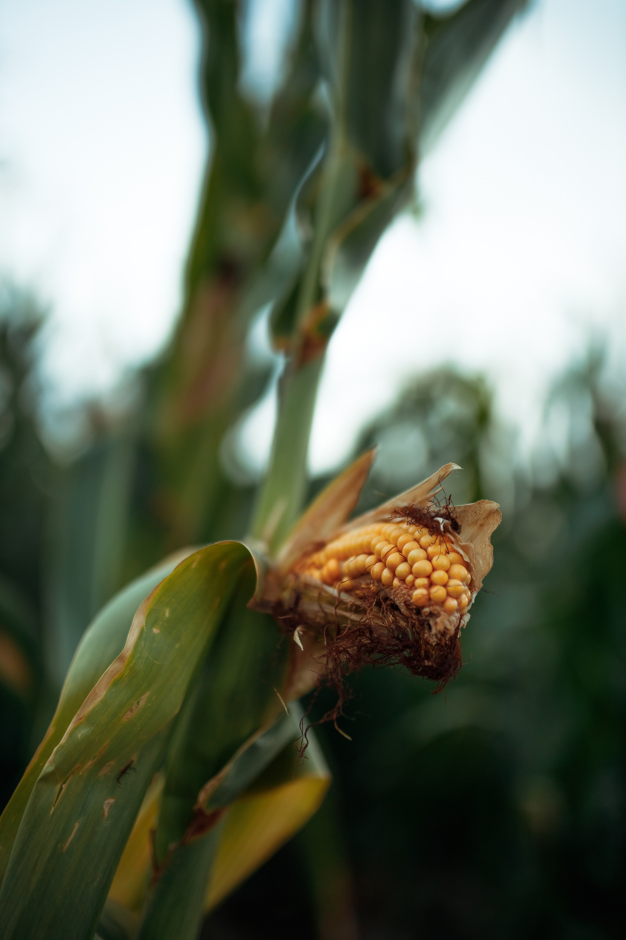 Виктория и кукурузное поле
