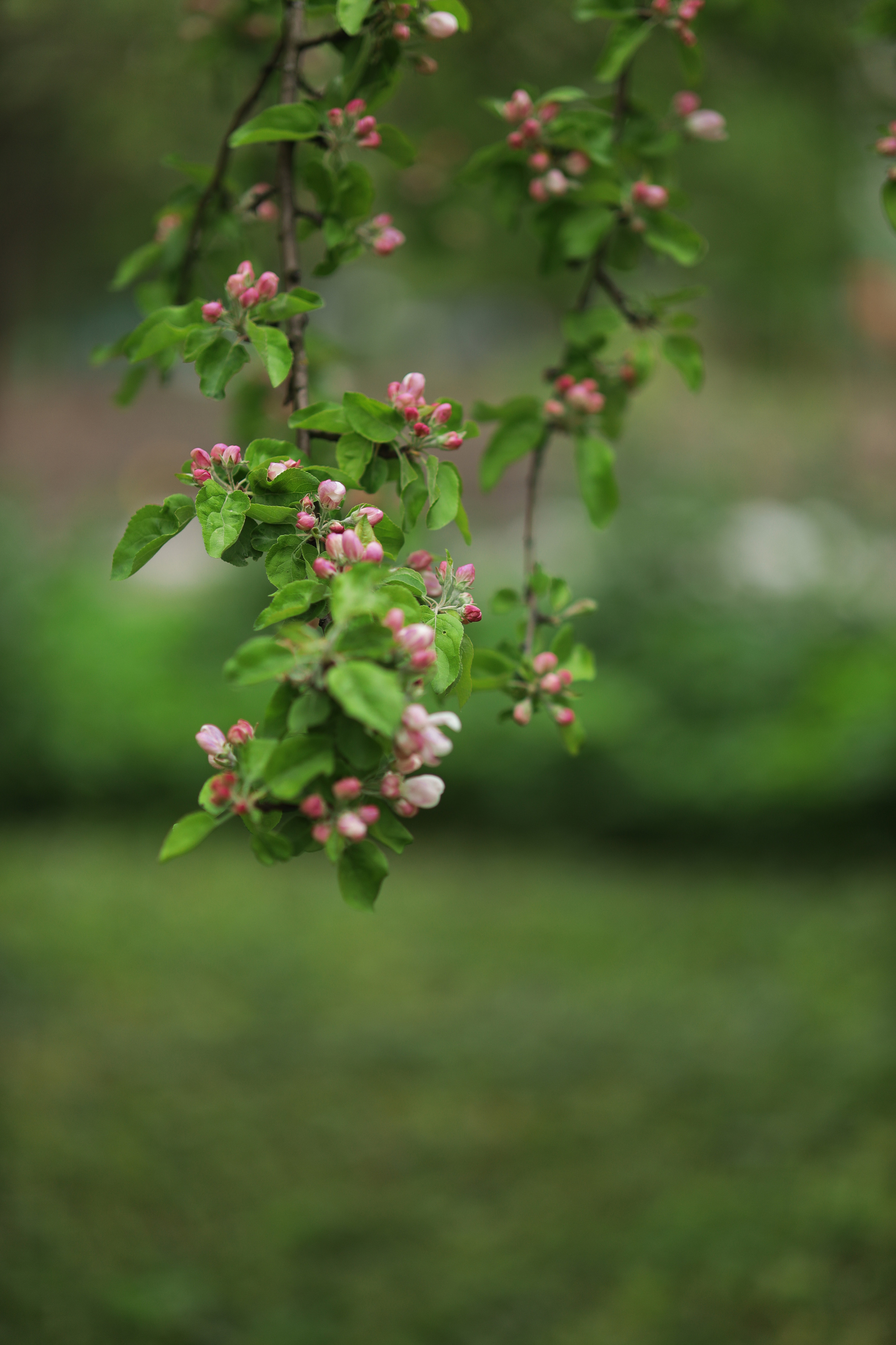 Фотопрогулка для Алины. Бочарова Мария — школьный фотограф Апрелевка, Новая Москва, Московская область