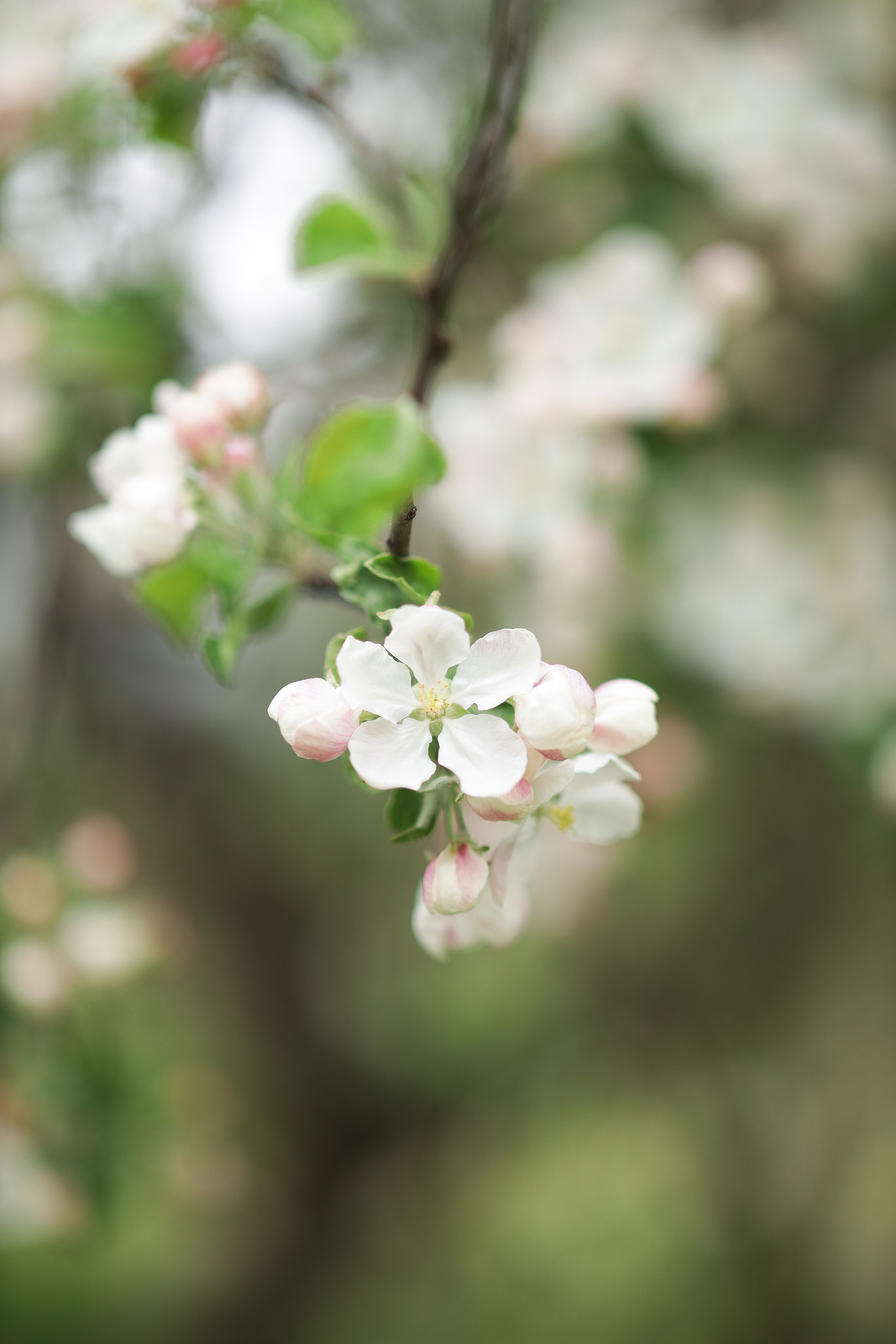 Фотопрогулка для Алины. Бочарова Мария — школьный фотограф Апрелевка, Новая Москва, Московская область