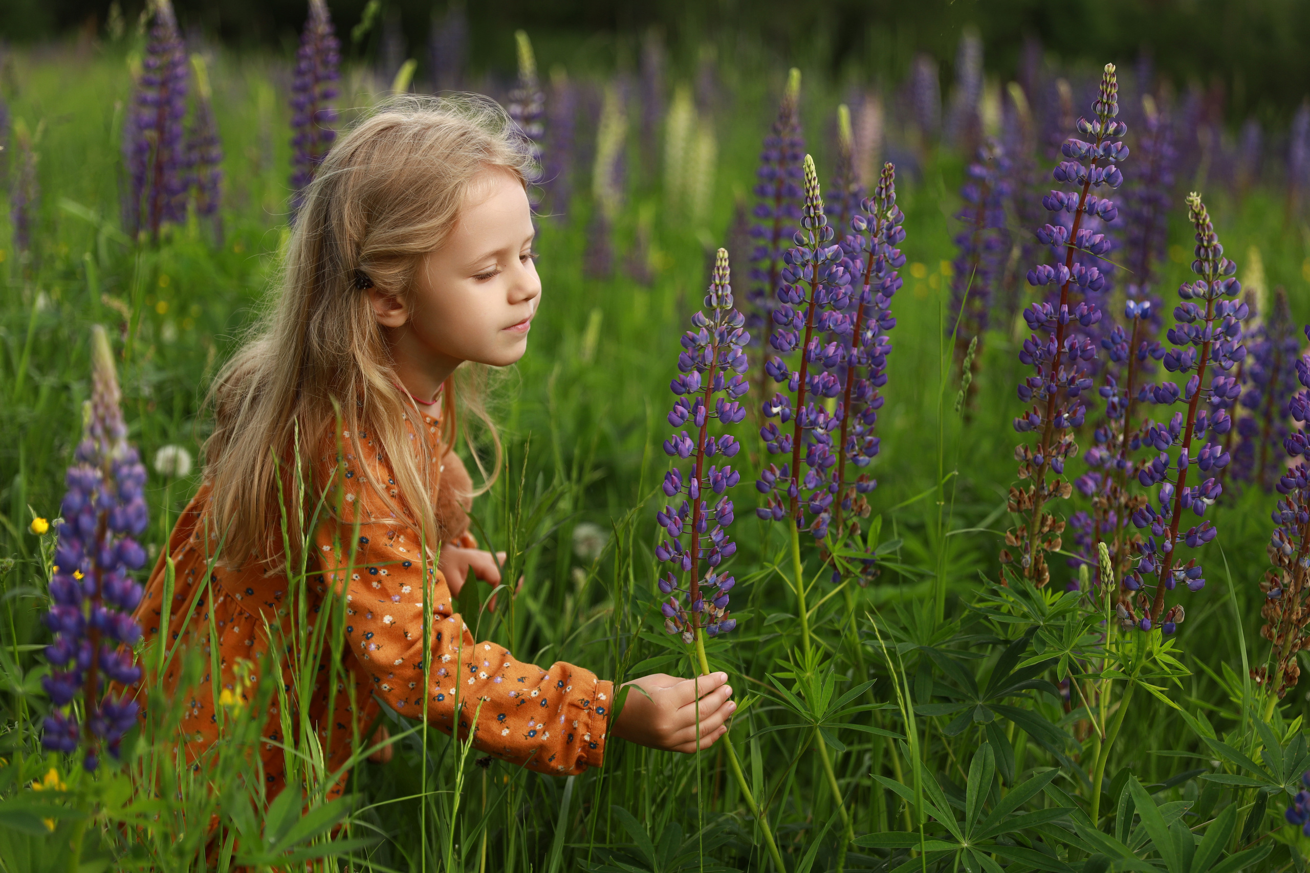 Фотосессия в люпинах. Бочарова Мария — школьный фотограф Апрелевка, Новая Москва, Московская область
