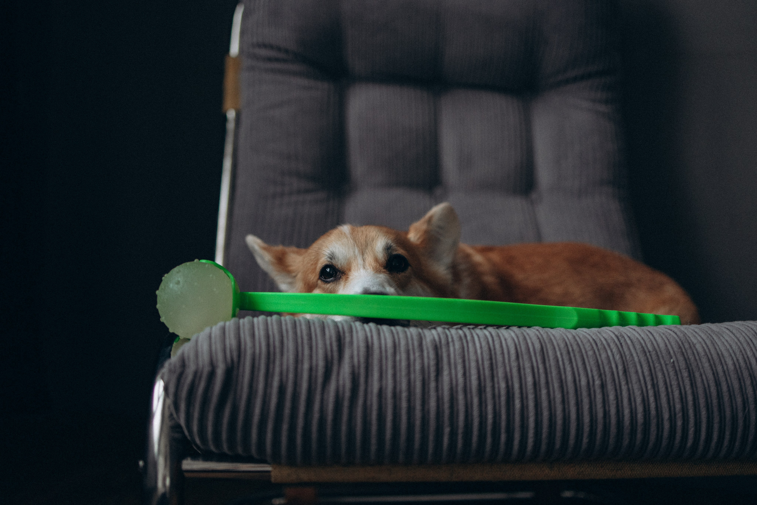 Катапульты. Фотораф — анималист Мария Шистка