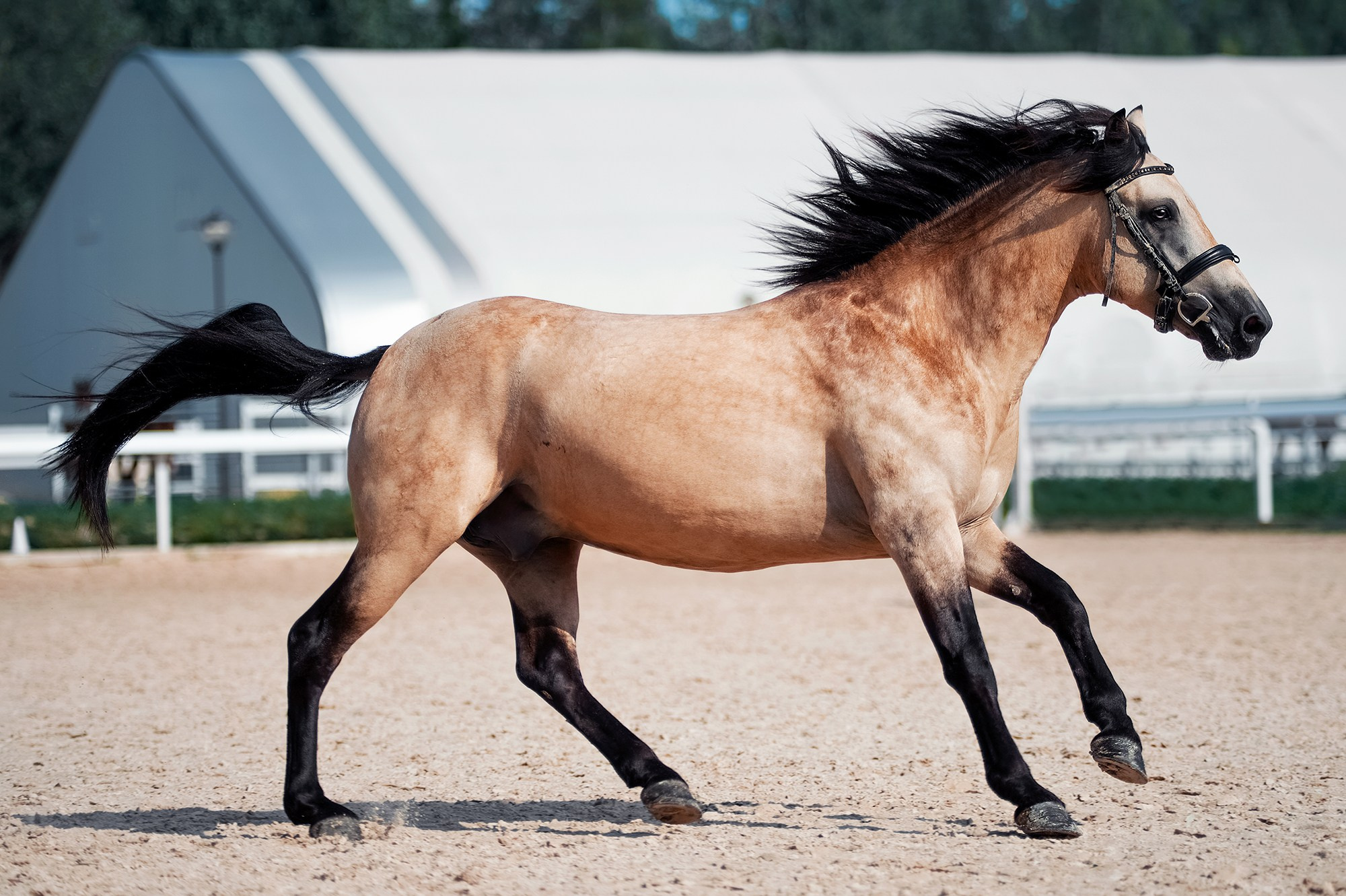 На свободе. Конный фотограф Alesya Safe