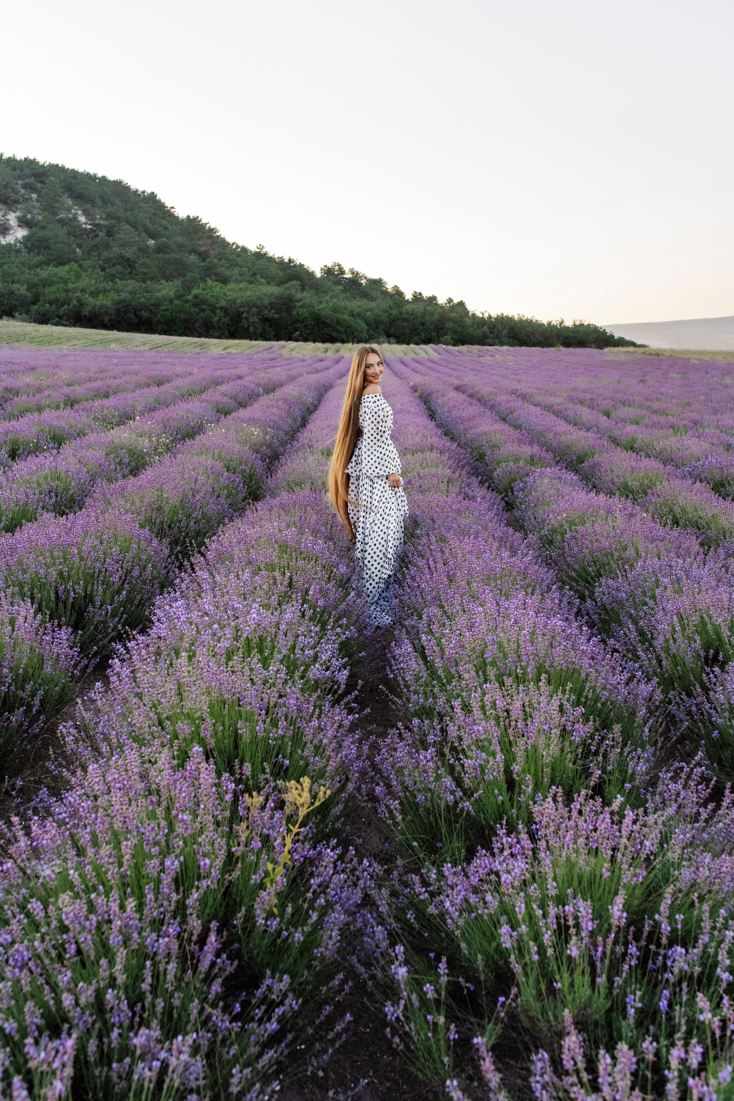 Лаванда. Фотограф в Крыму Кот Мария