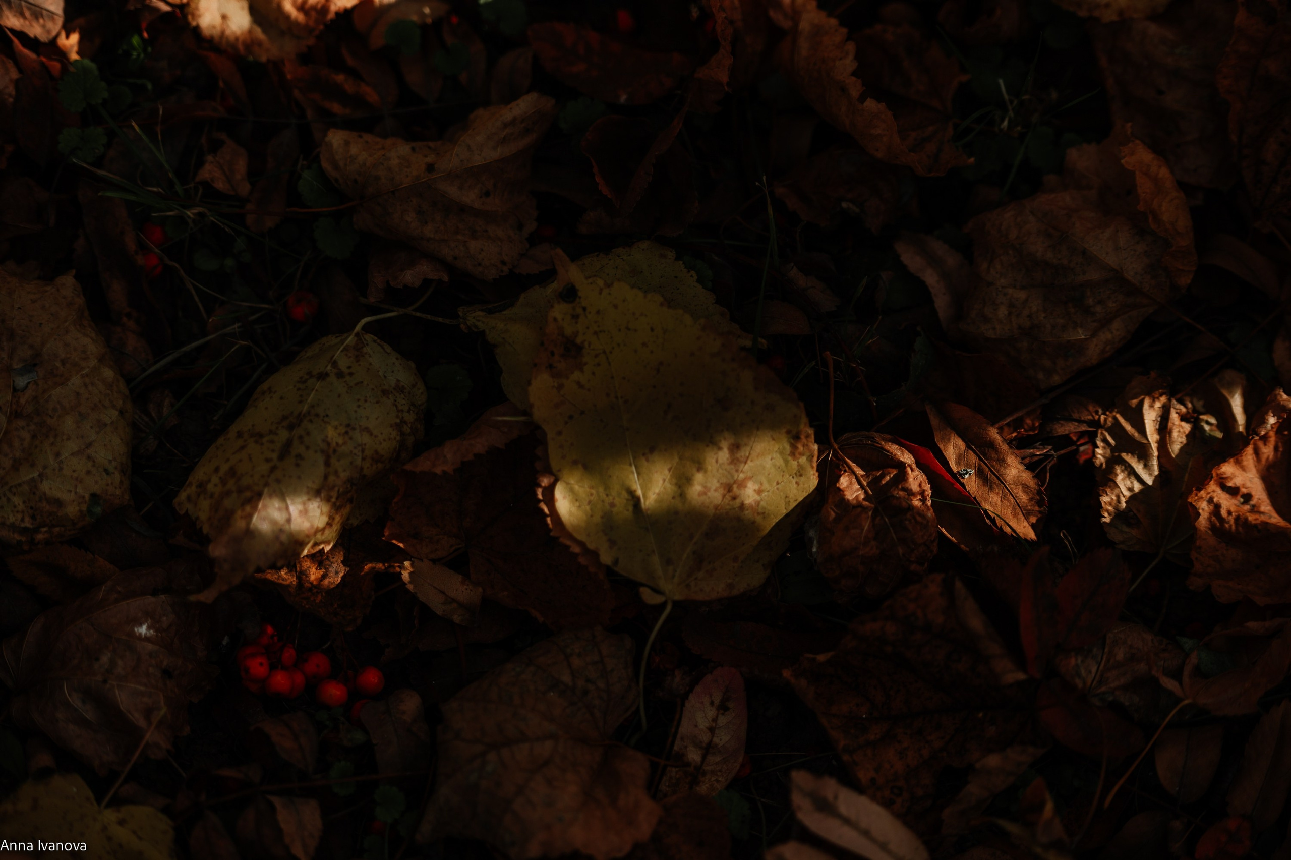 Свадебная фотосессия. Анна Иванова Свадебный Фотограф Чебоксары