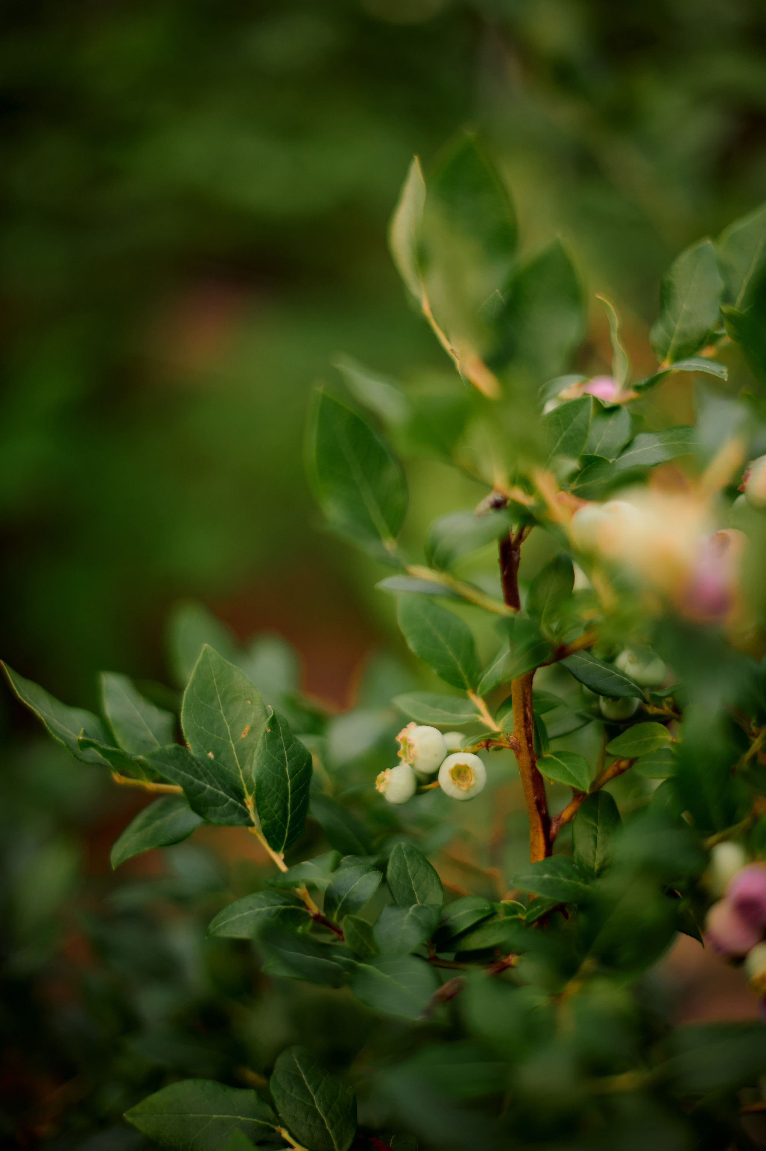 ОГУРЦЫ, ТЕПЛИЦА, САД :). Свадебный и семейный фотограф РИТА БОЧКАРЁВА