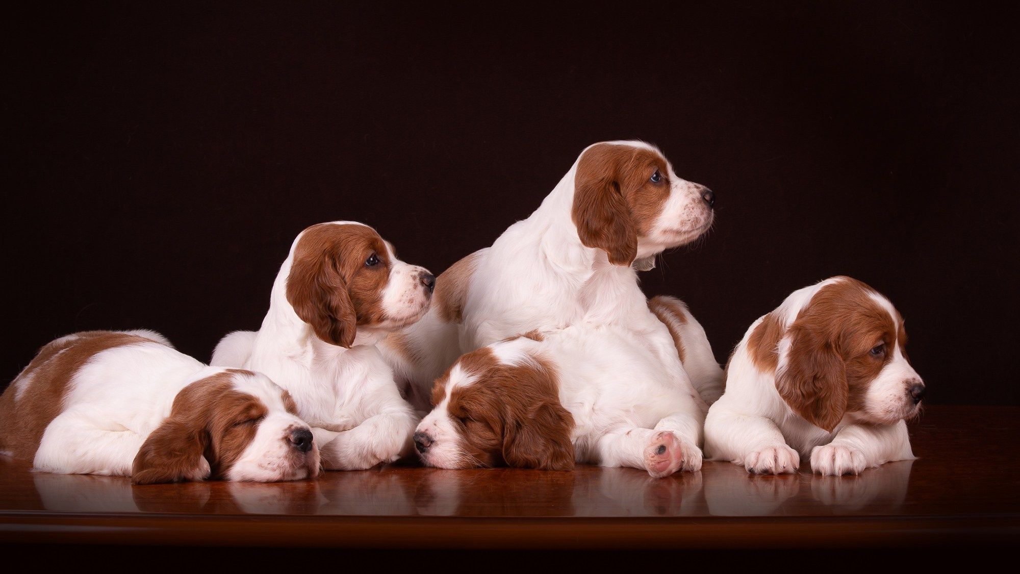 Фотосъёмки щенков. Фотограф-анималист Natalia Deingel | Фотосъемка собак в Москве